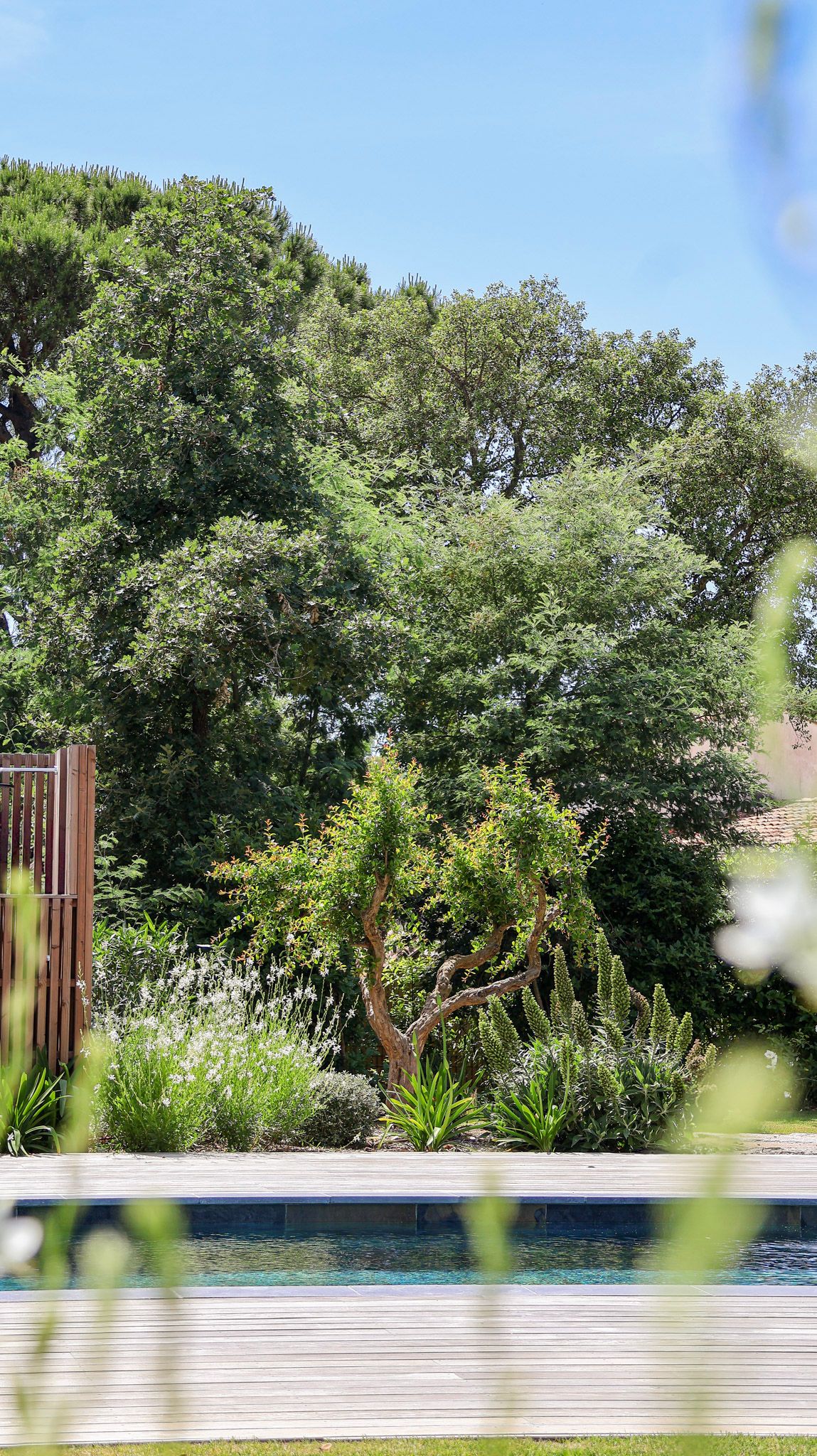 Tree and swimming pool