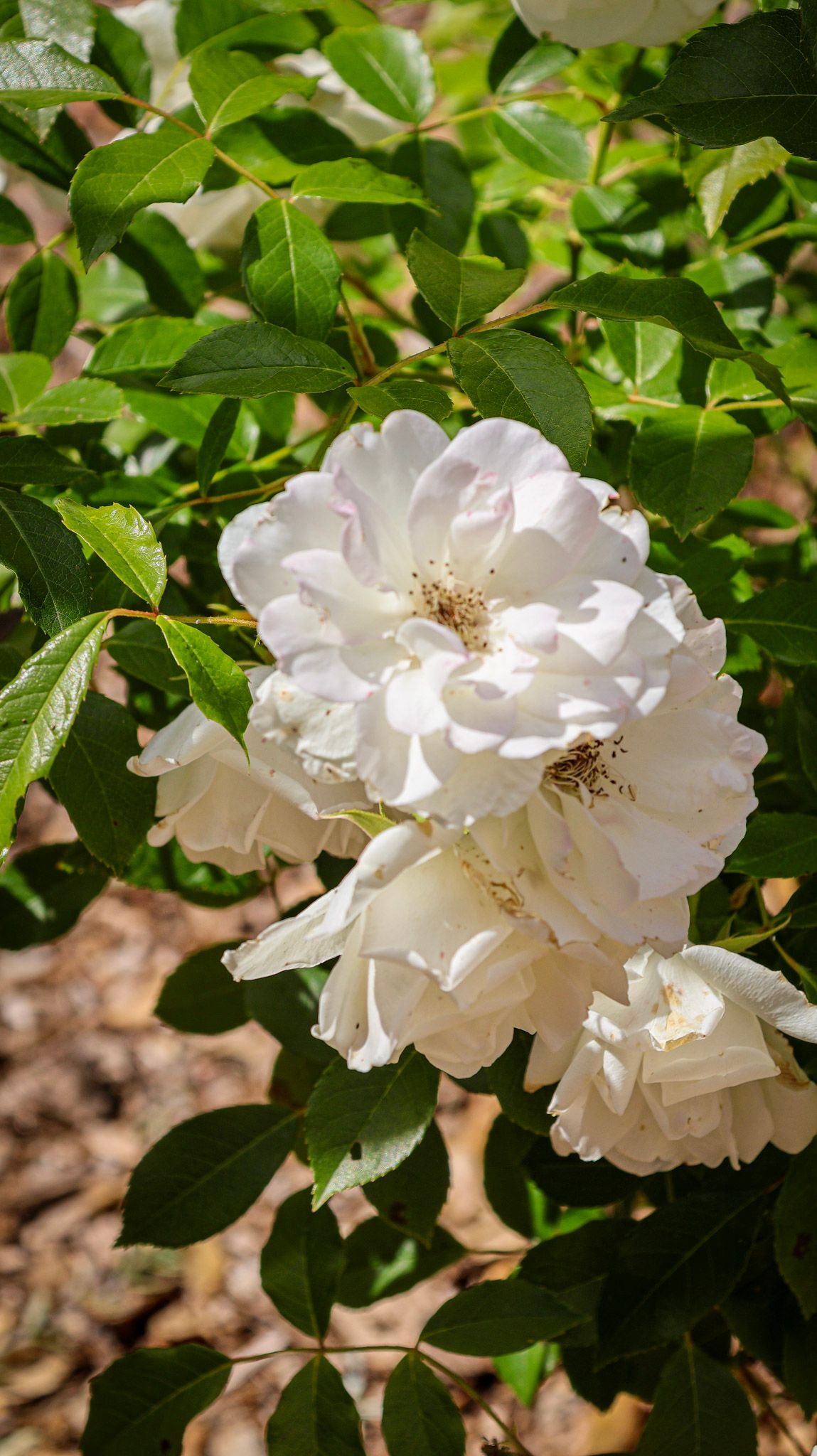 iceberg roses