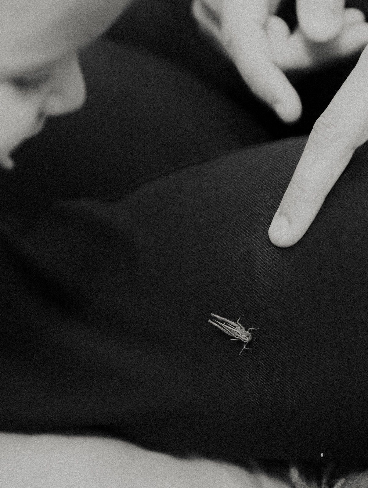 Nahaufnahme einer Heuschrecke auf dunklem Stoff – Schwarz-Weiß Makrofotografie