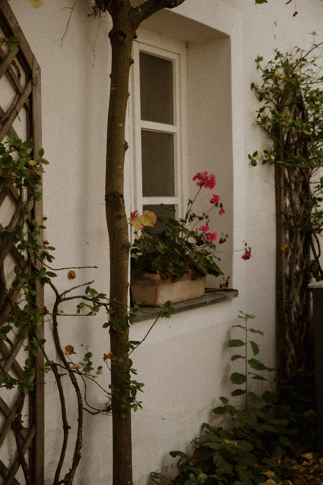 Braut schaut aus einem blumengeschmückten Fenster einer weißen Hausfassade