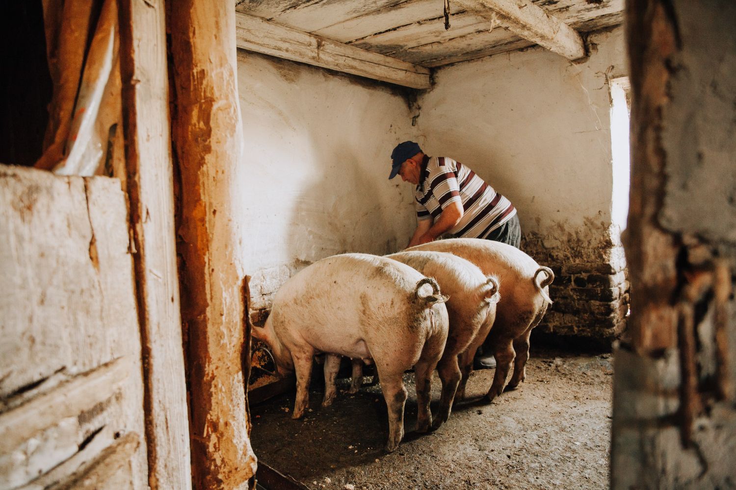 Schweine in einem alten Stall – dokumentarisches Landleben