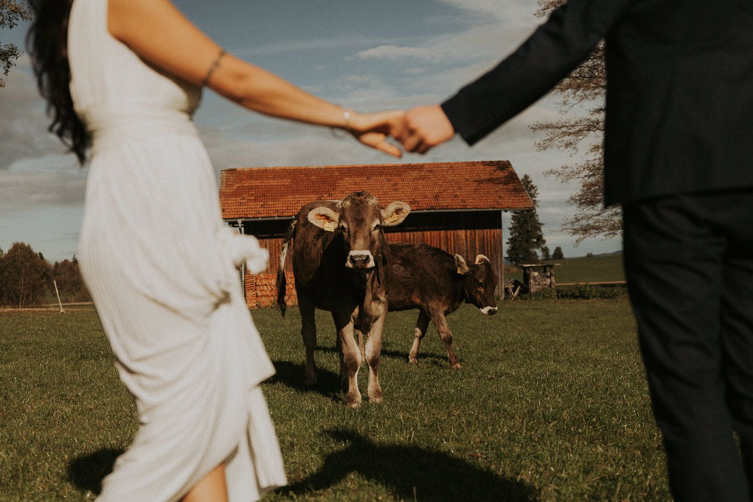 Brautpaar hält Hände vor einer Almhütte mit Kuh – Hochzeitsfotografie Bayern