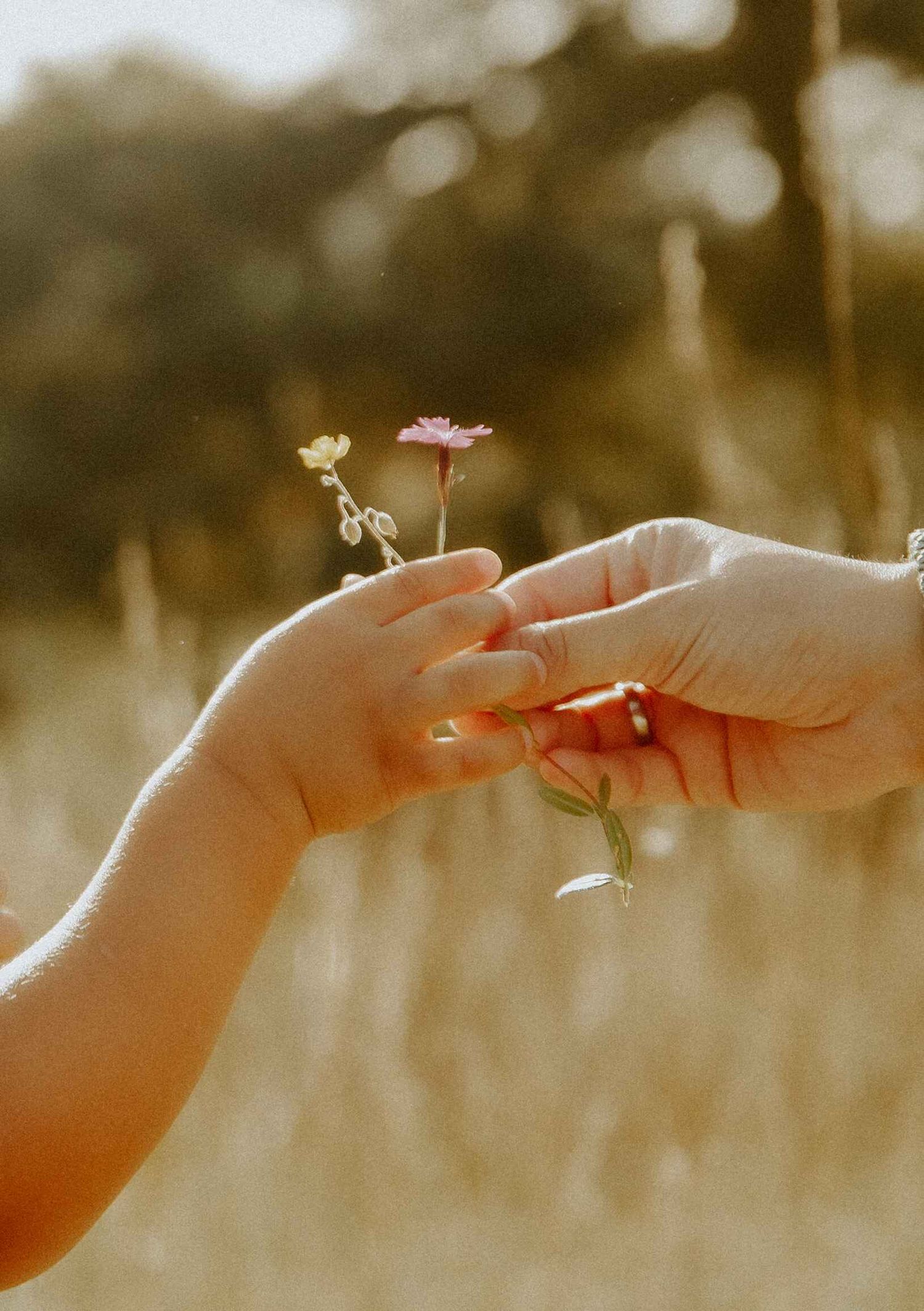Kind reicht eine Wildblume – zarter Moment beim Familienshooting in der Natur