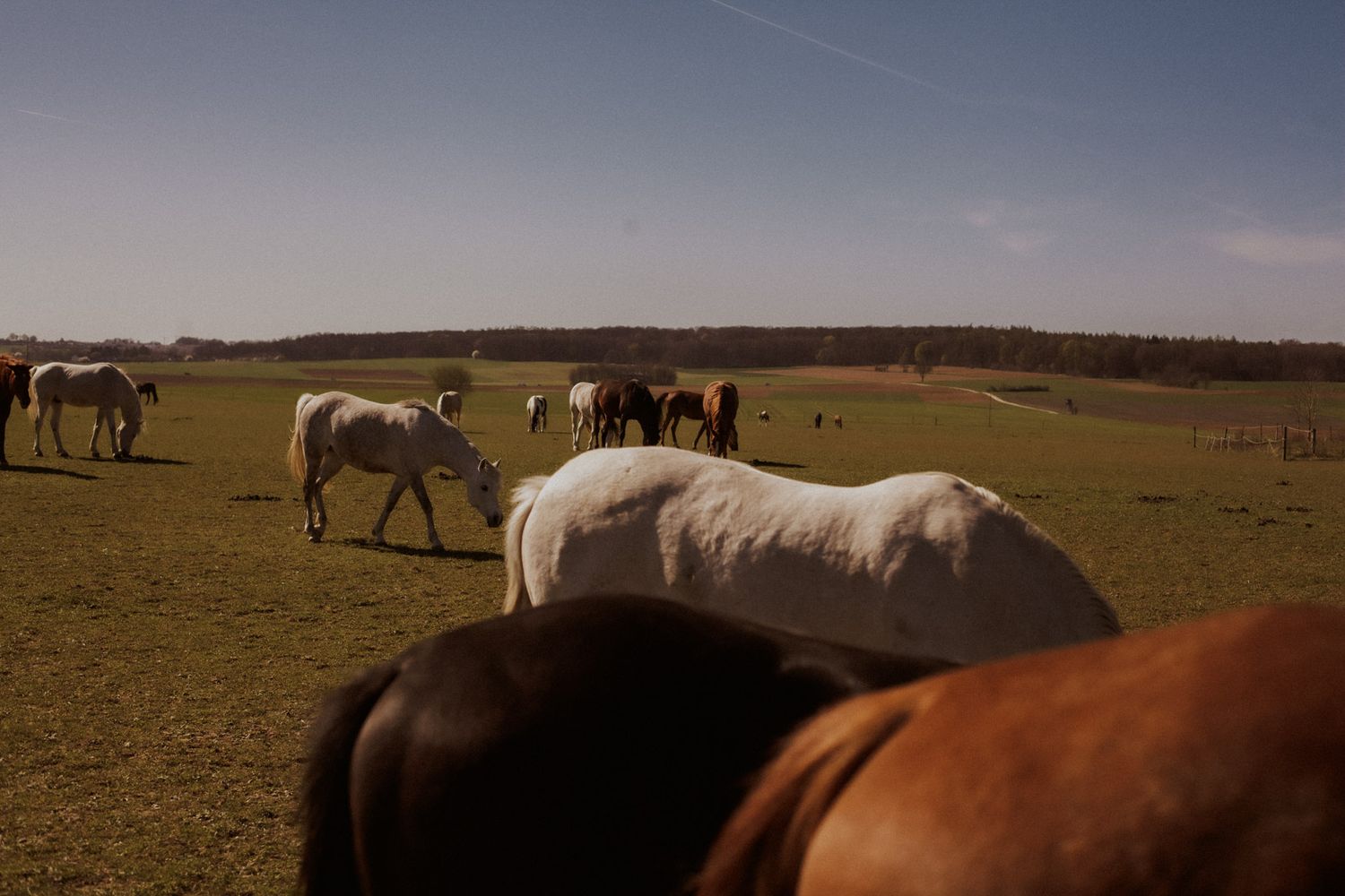 Blick über einen Pferderücken auf eine Herde grasender Pferde in der bayerischen Landschaft