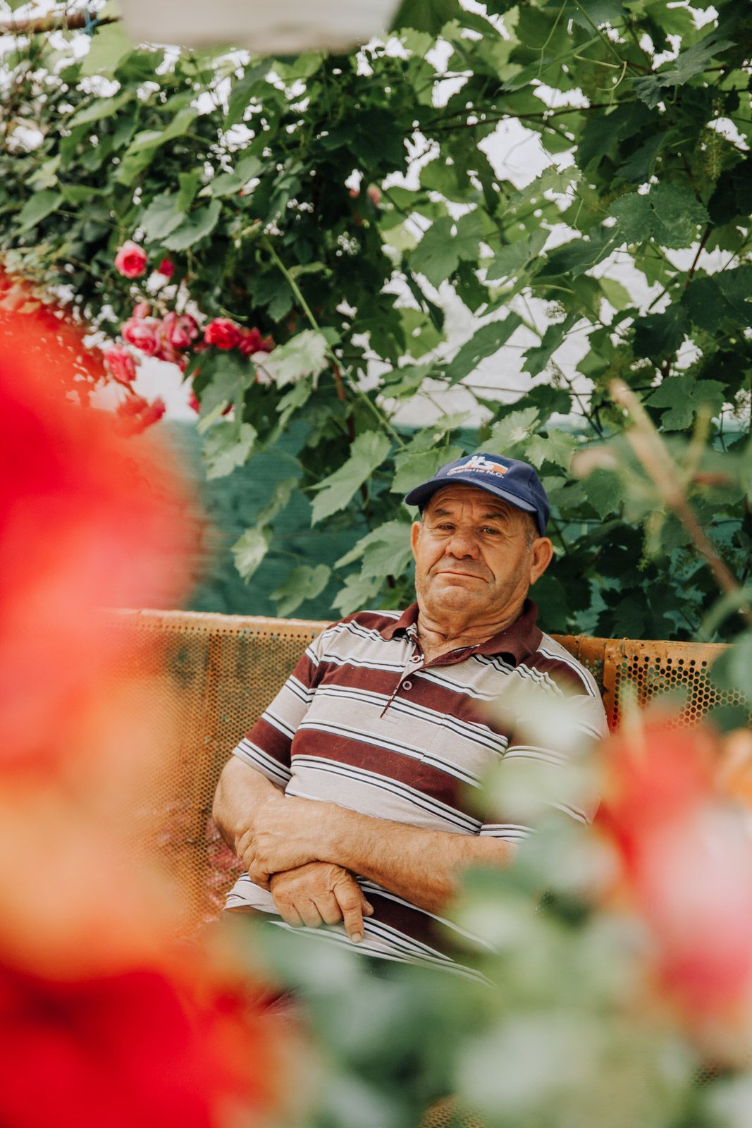 Älterer Mann lacht zwischen roten Rosen im Garten