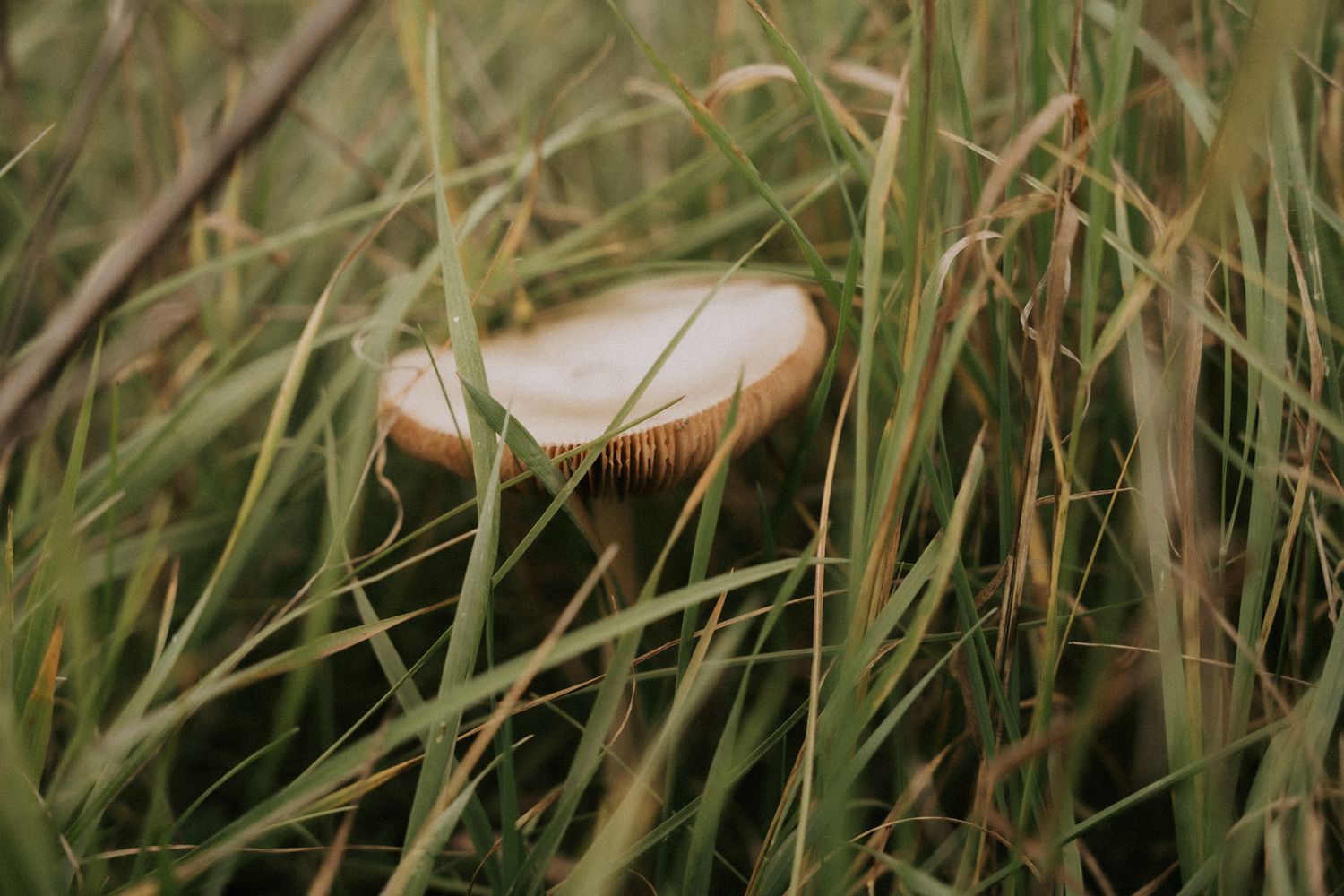 Nahaufnahme eines Pilzes im hohen Gras – stimmungsvolles Naturfoto