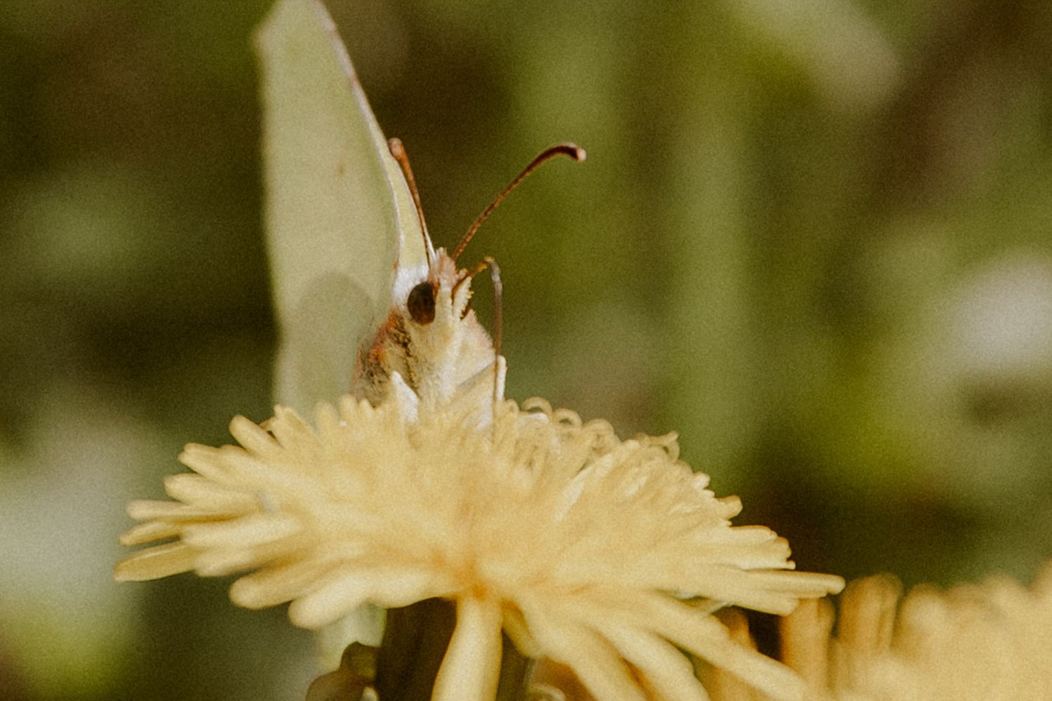 Nahaufnahme eines Schmetterlings auf einer gelben Blume