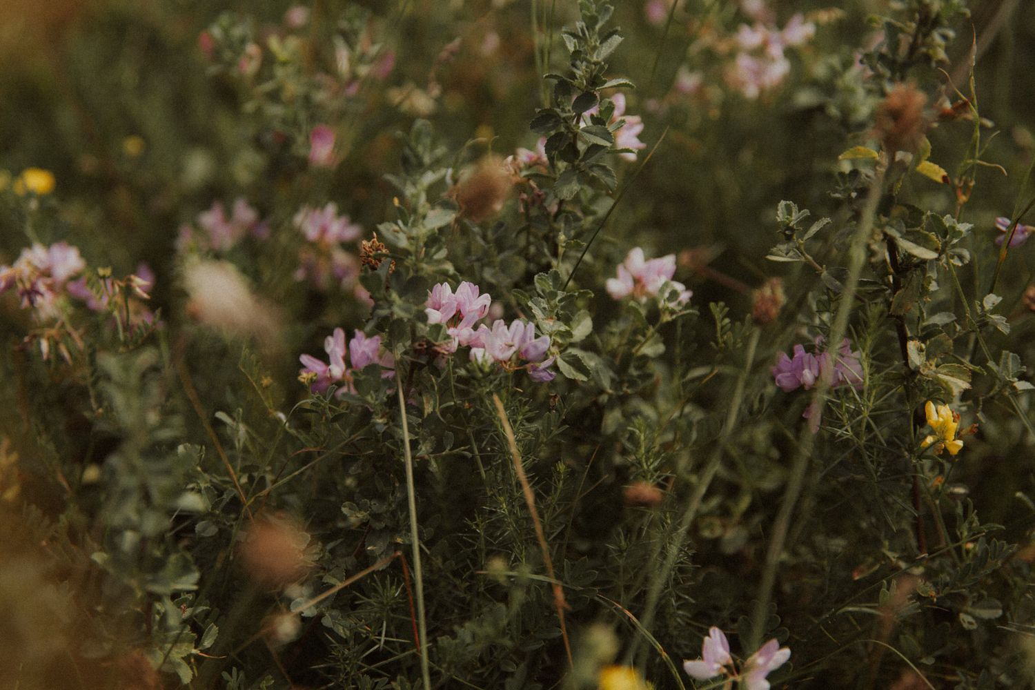 Stimmungsvolle Nahaufnahme einer wilden Blumenwiese mit rosa Blüten und grünen Gräsern