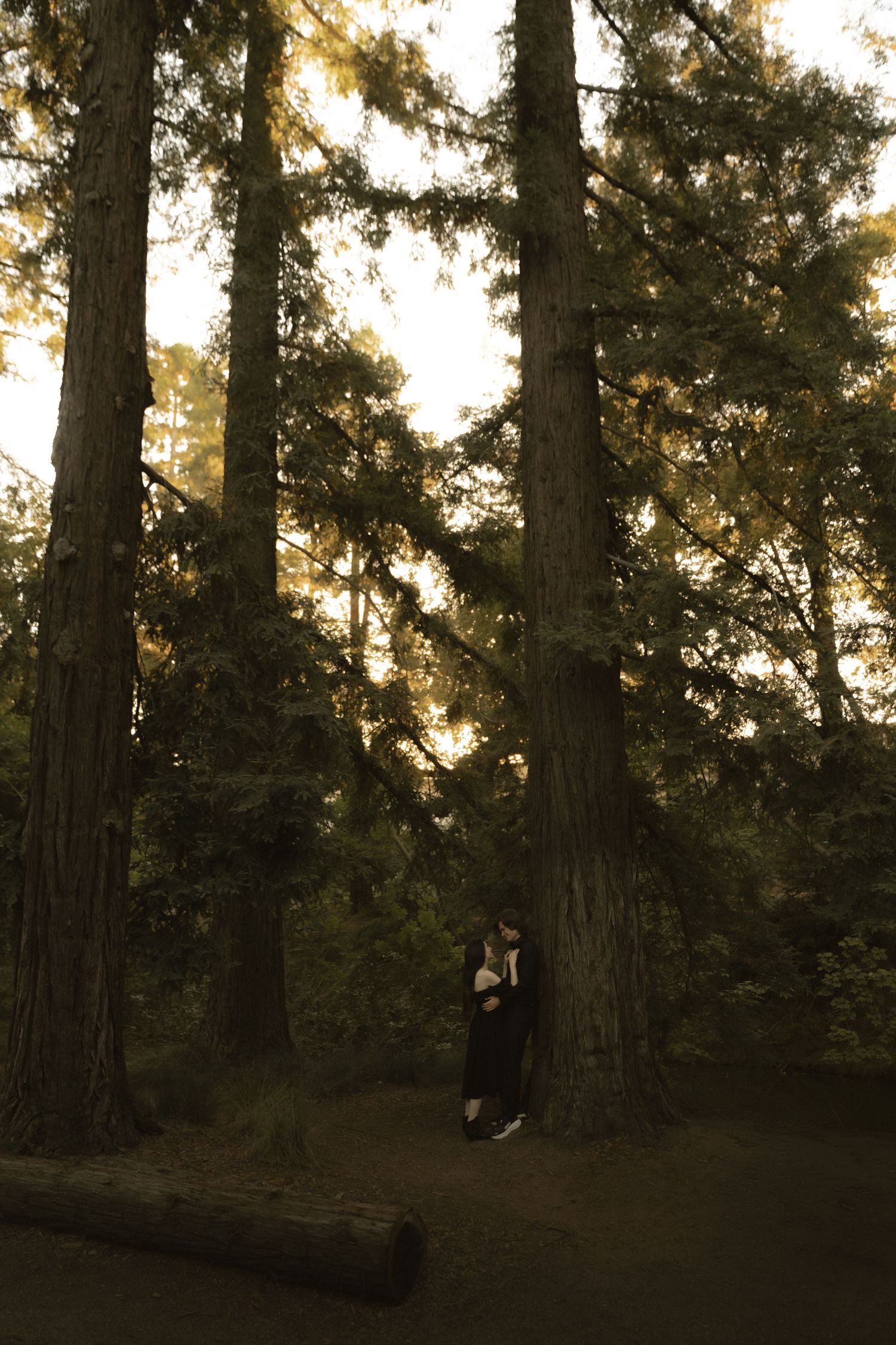 A couple embraces among towering redwood trees in a forest at golden hour sunset.