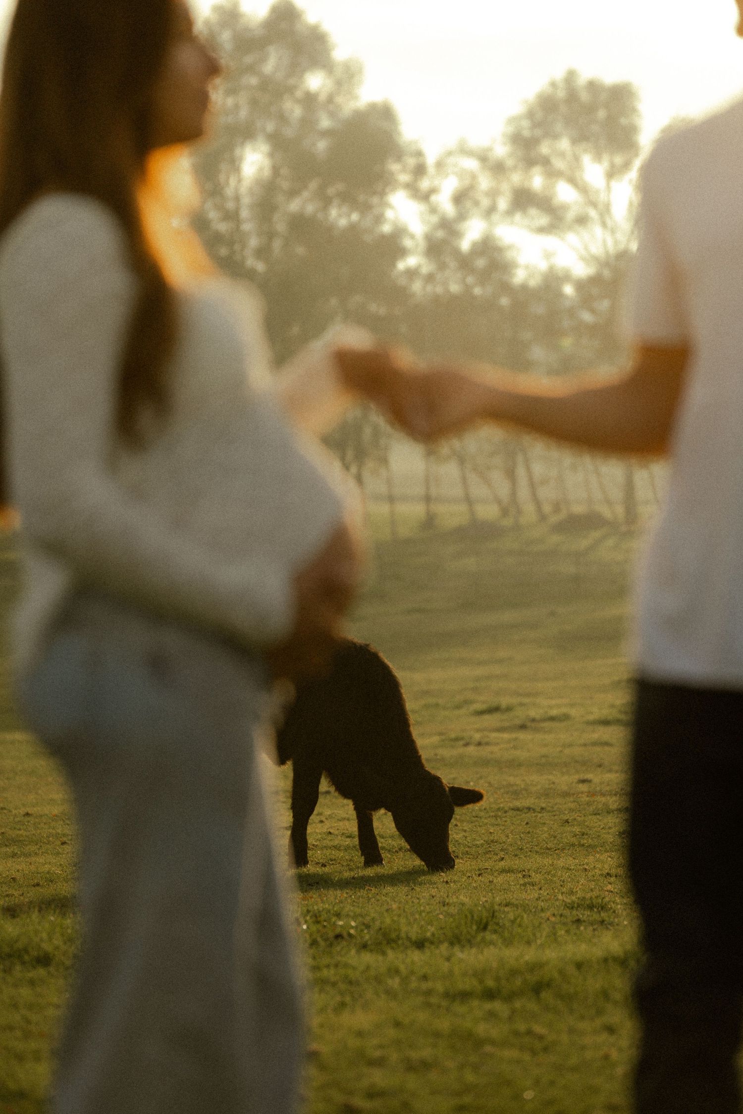 Pregnant woman and partner hold hands in golden sunset light with a black calf grazing on lush green grass.