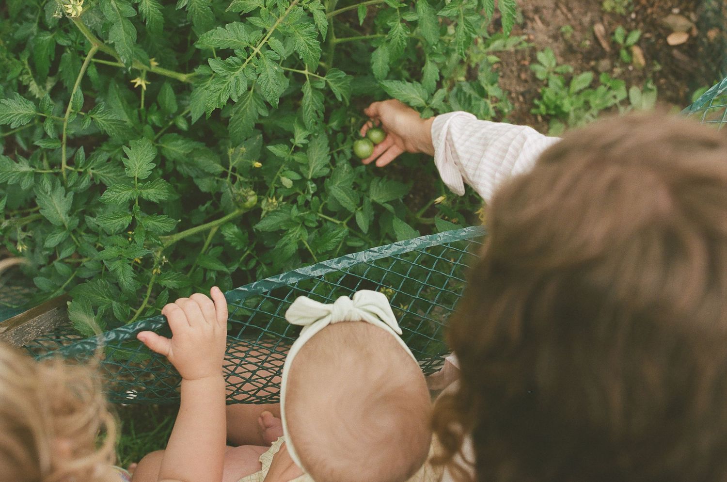 Children reaching through garden fence to pick green tomatoes from vine.