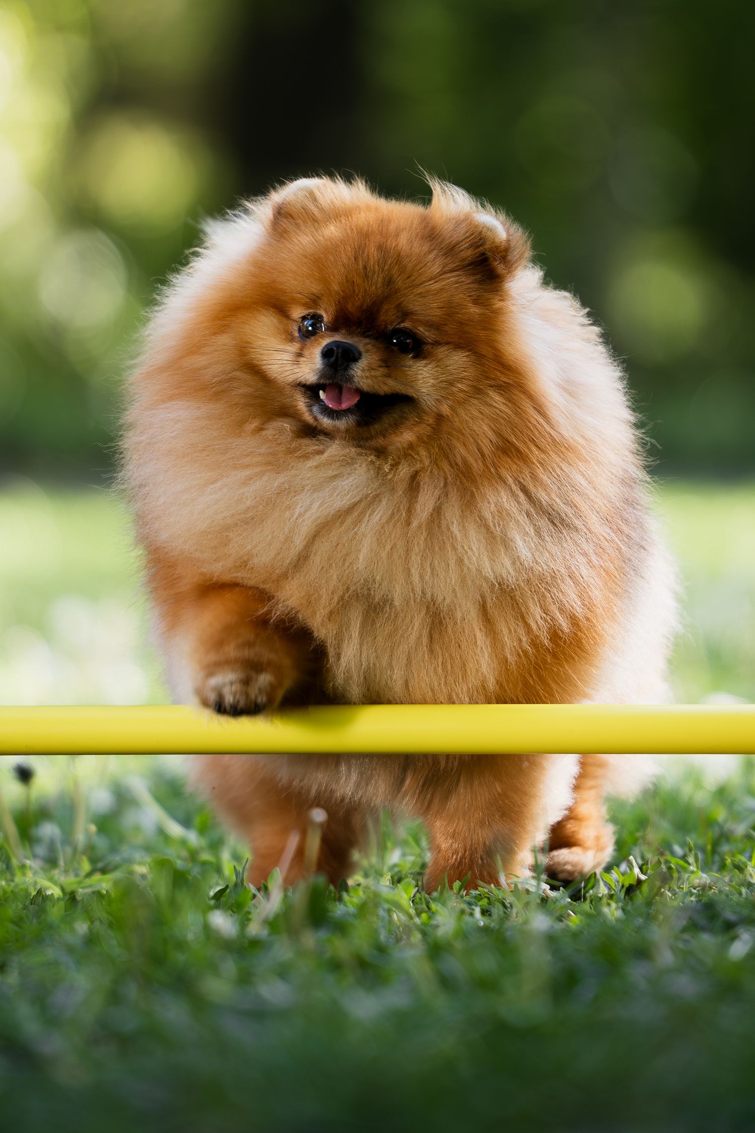 Kíváncsi tekintetű törpespicc elülső mancsával egy sárga agility rúdra támaszkodik a parkban.