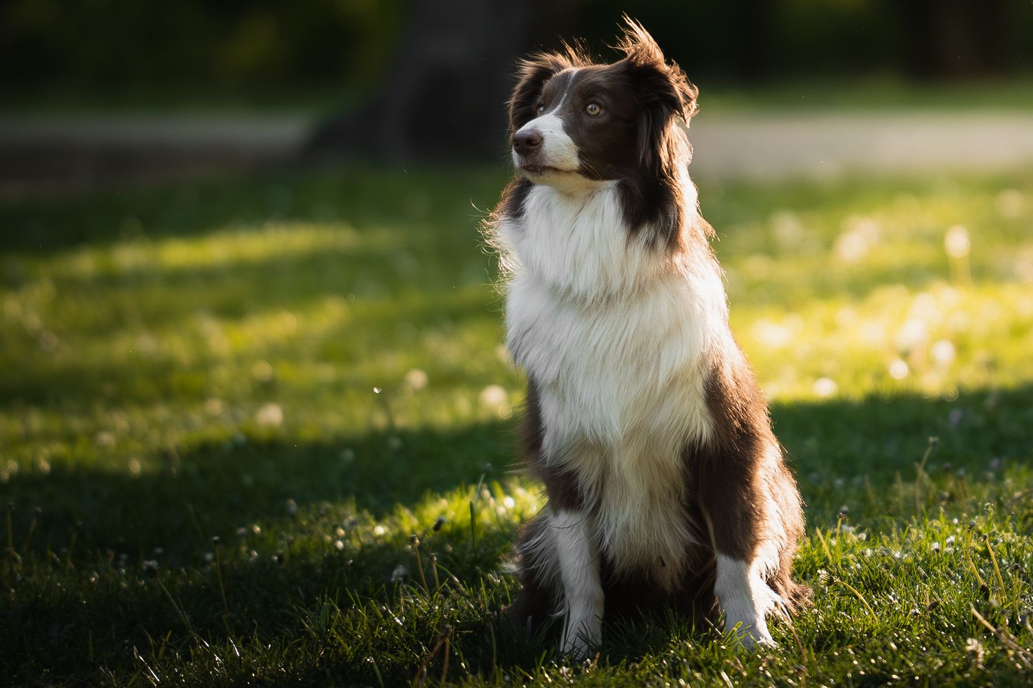 Hosszú szőrű barna border collie kutya nyugodtan ül a zöld pázsiton a lemenő nap fényében.