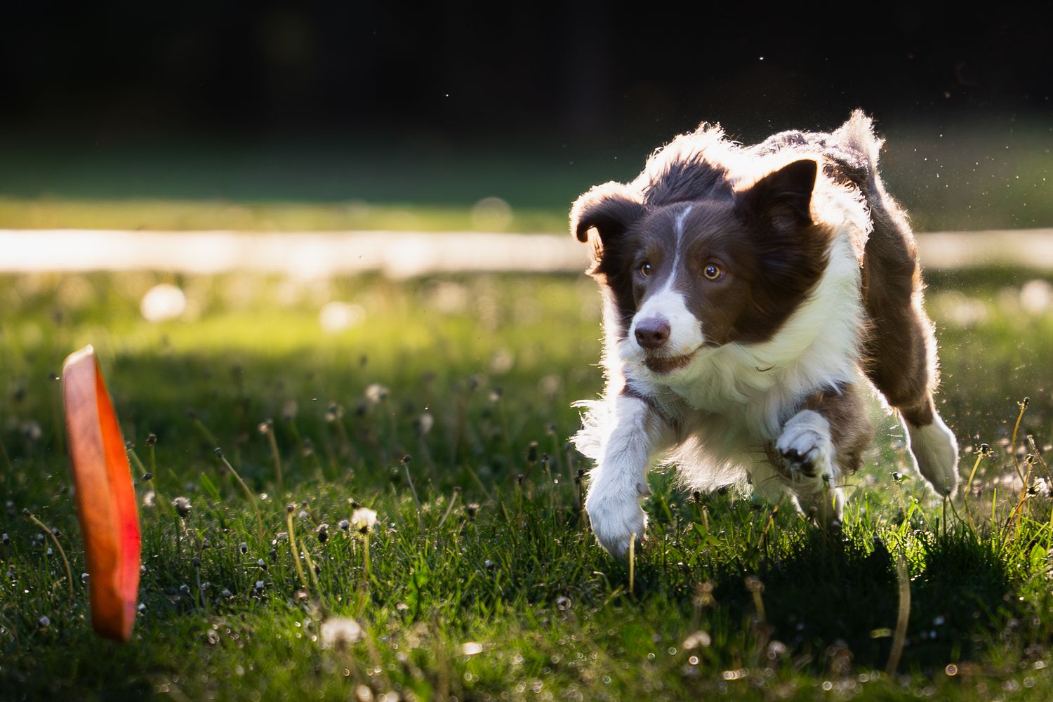 Futó barna-fehér border collie kutya elkapni készül egy narancssárga frizbit a füves parkban.