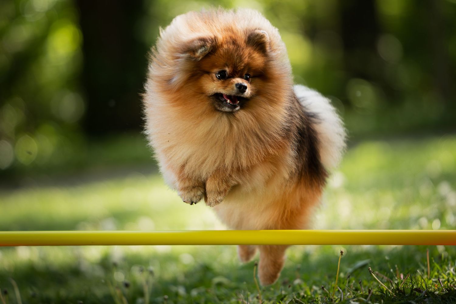Bolyhos, vörös törpespicc (pomerániai) lendületesen ugrik át egy sárga agility léc felett a füves parkban.