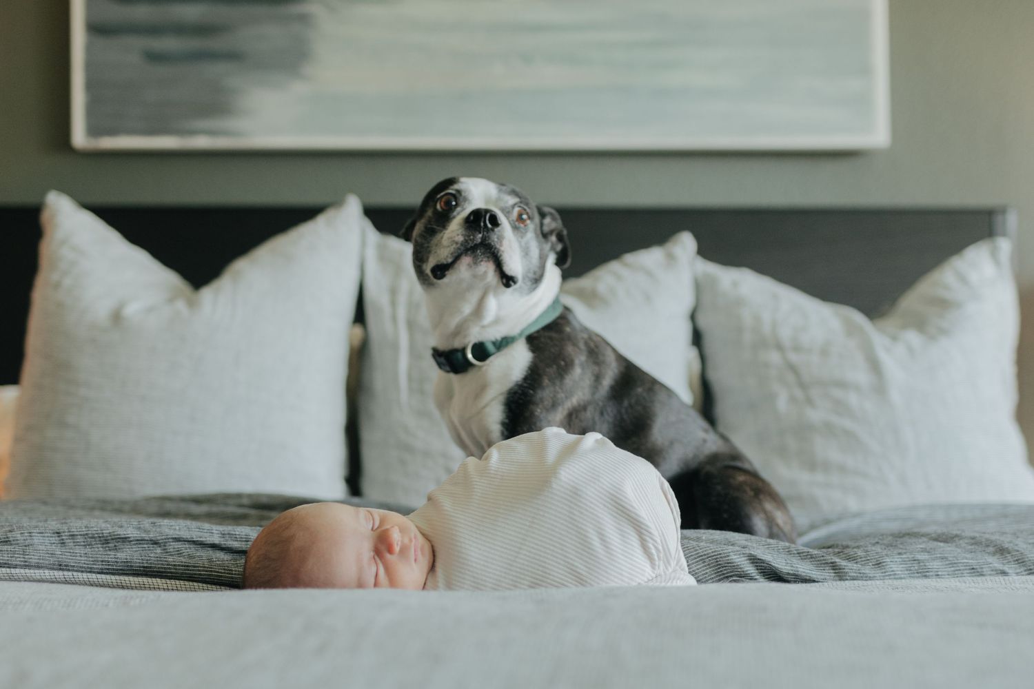 Newborn baby lying on a bed with a Boston Terrier dog sitting attentively beside them on white pillows.