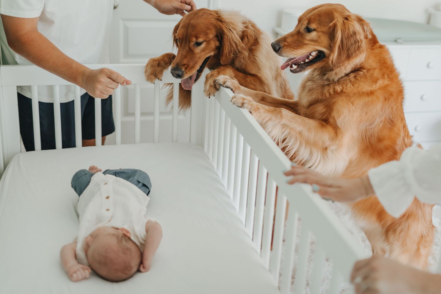 Two golden retrievers curiously peek into a white crib at a sleeping newborn baby while an adult supervises nearby.