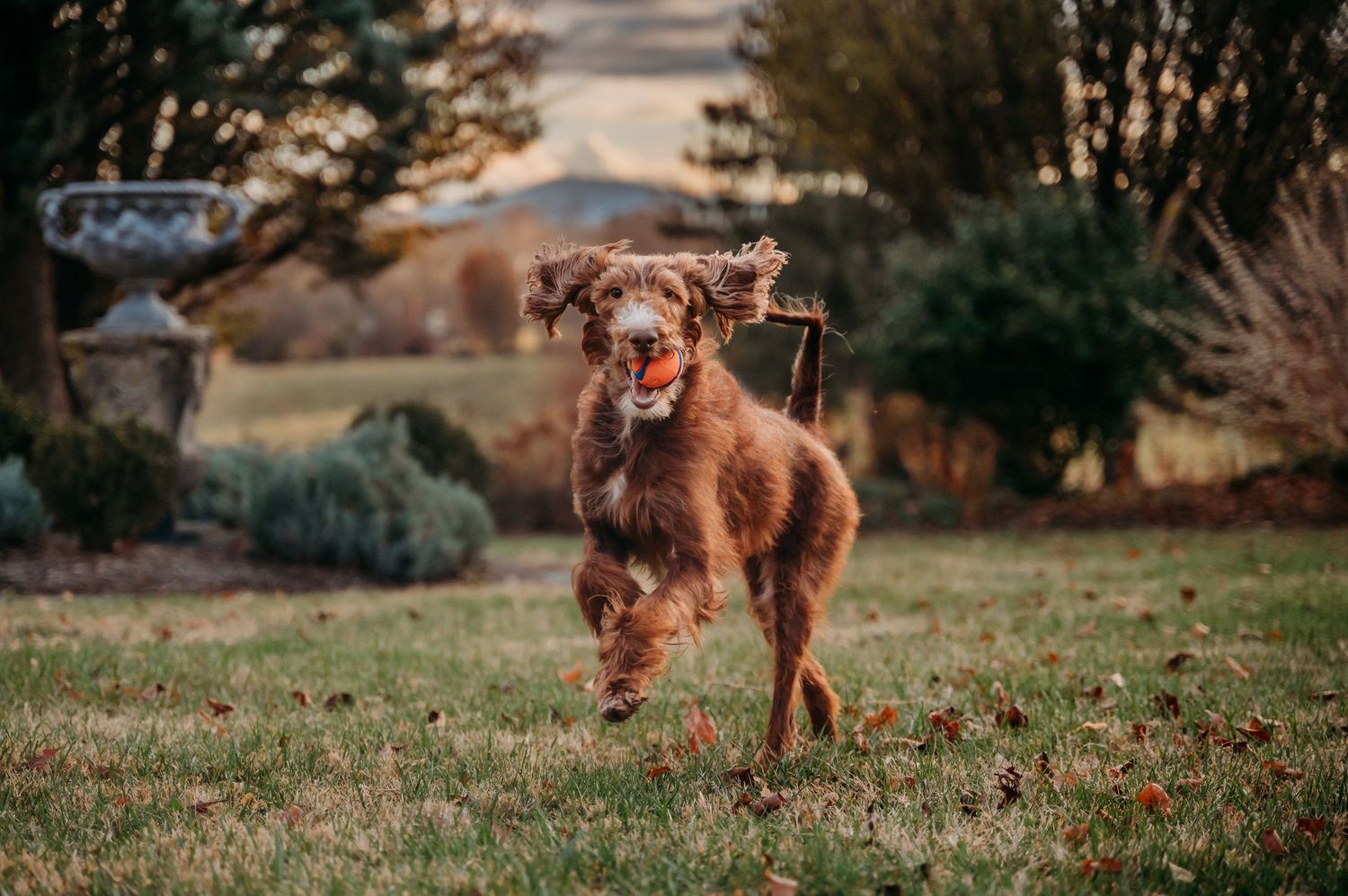 A fluffy brown dog joyfully runs across a green lawn carrying a ball in its mouth on a sunny day in Clarke County Virginia.