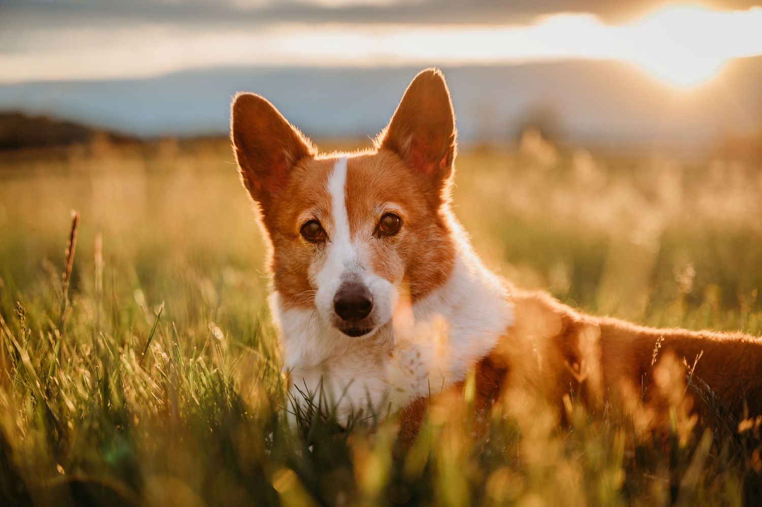 Gorgeous Corgi dog lying in green grass field with warm golden sunset light behind it near Winchester Virginia.