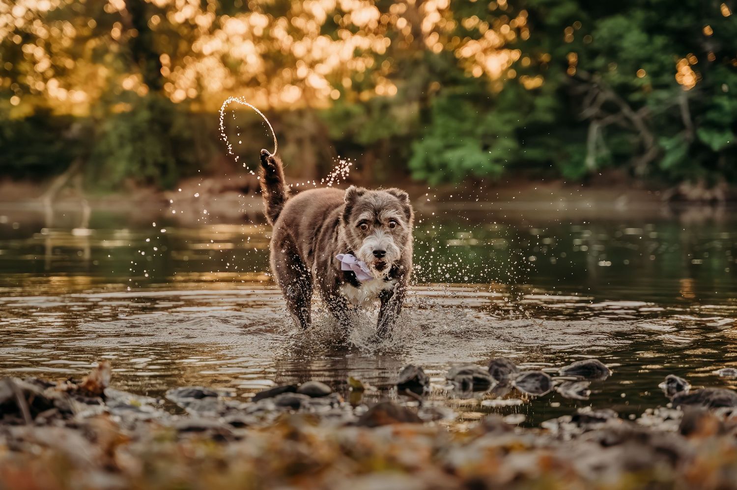 A wet gray dog splashing through a shallow river surrounded by autumn foliage in golden hour light on the Shenandoah river