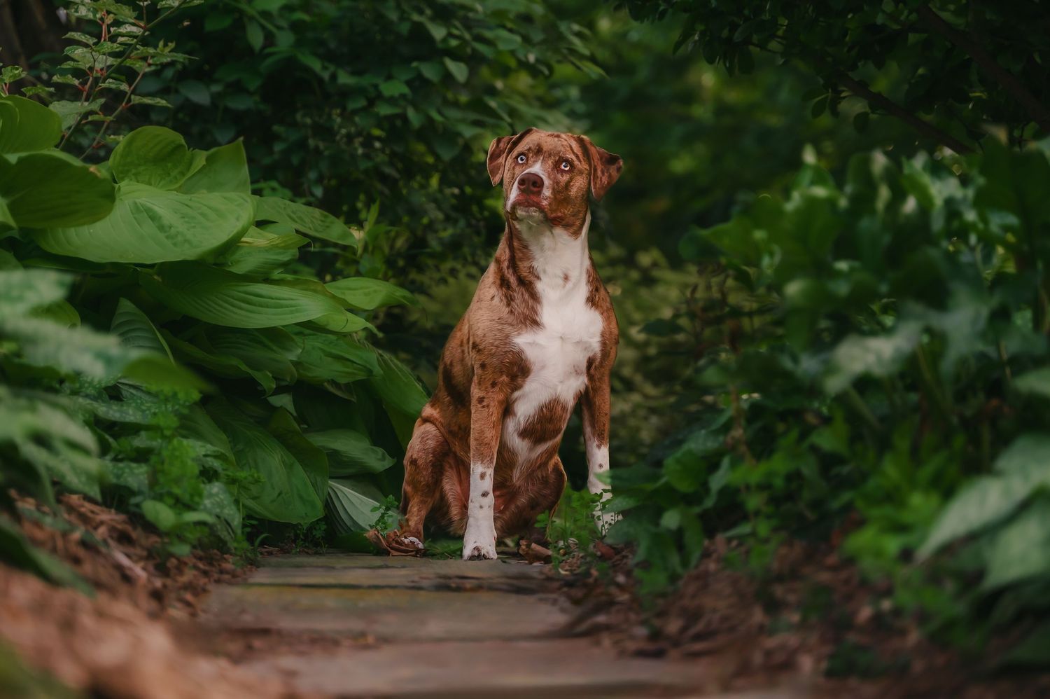 A brown and white mixed breed dog sits attentively on a woodland path surrounded by lush greenery near Berryville Virginia
