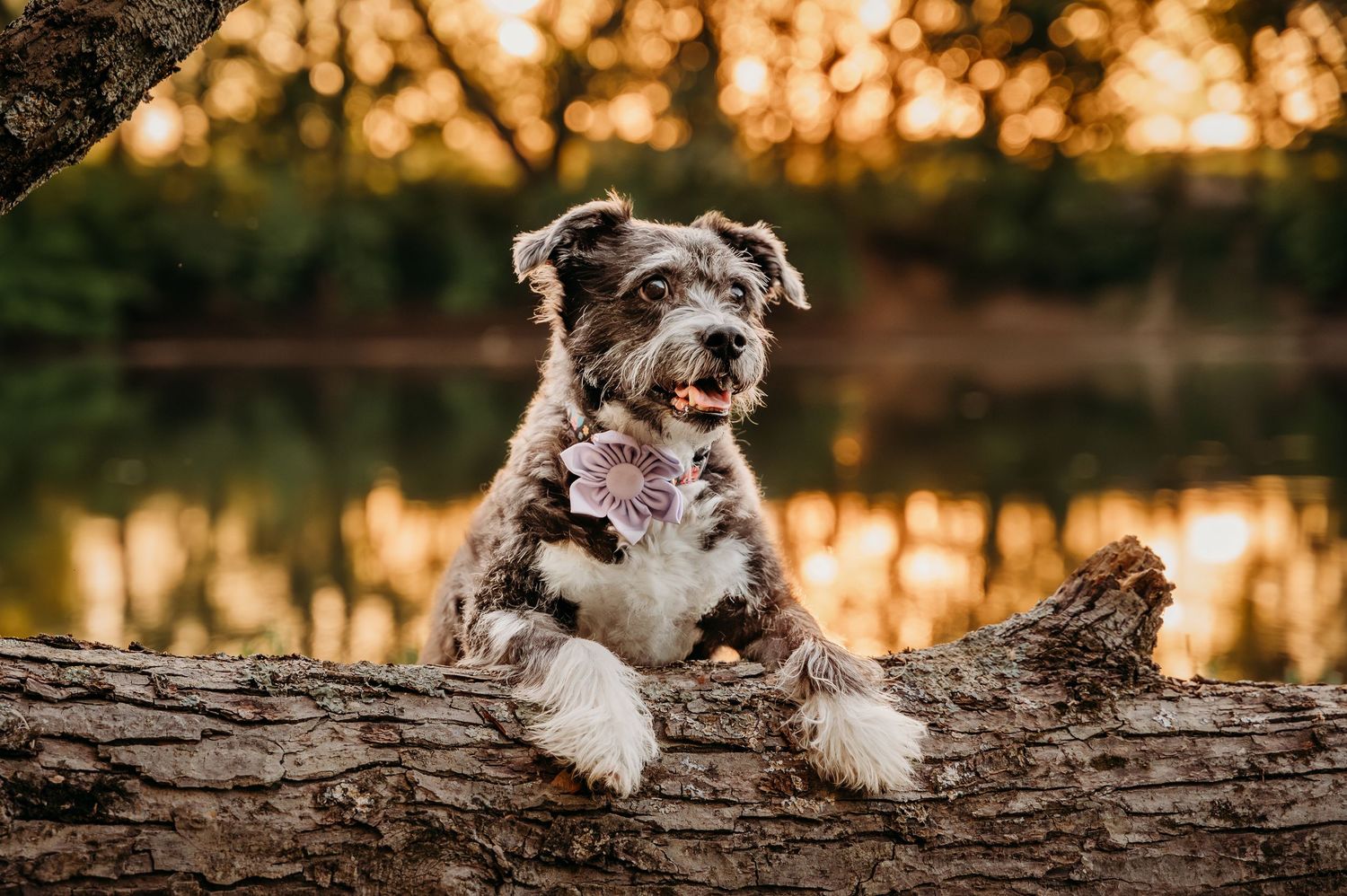 Fluffy dog with bow tie resting on log by reflective lake at golden hour sunset on the Shenandoah River.