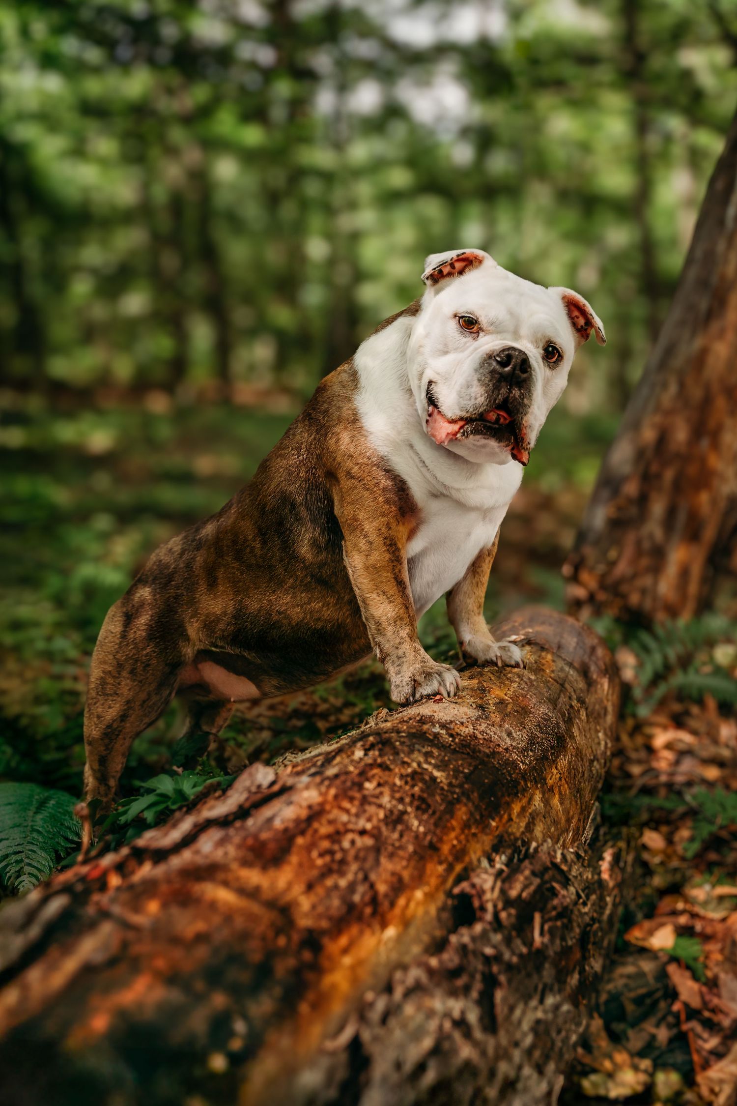 Brown and white English Bulldog sitting on a mossy fallen log in a green forest near Leesburg Virginia