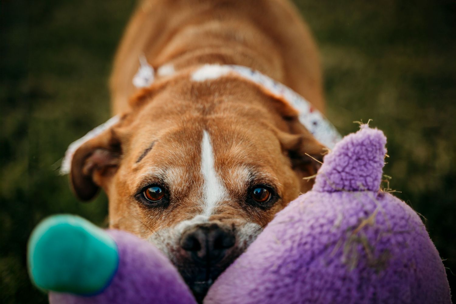 You'd be surprised how hard it is to play tug and take an in-focus photo like this!