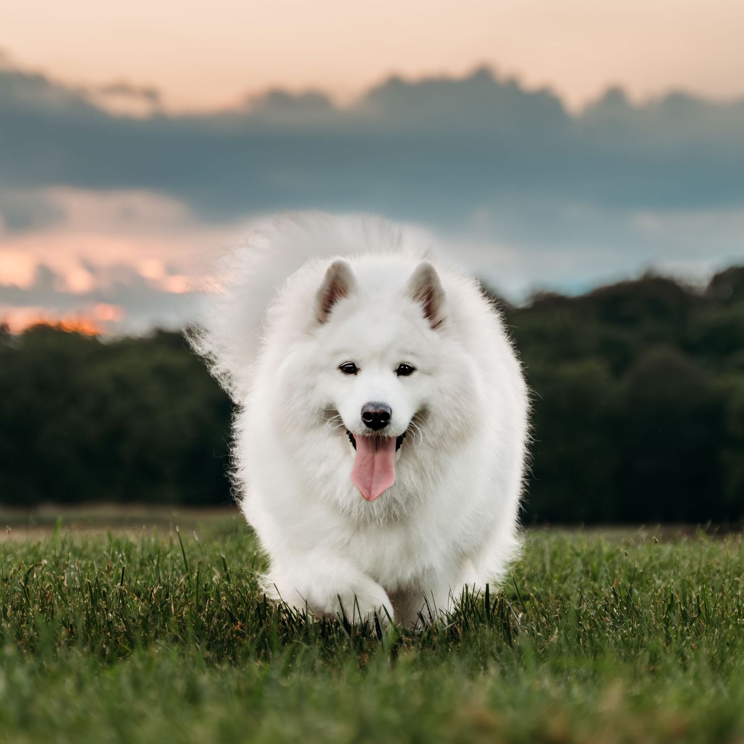 Samoyed dog walking through a field at golden hour in Northern Virginia at Long Branch Historic Farm near Berryville Virginia.