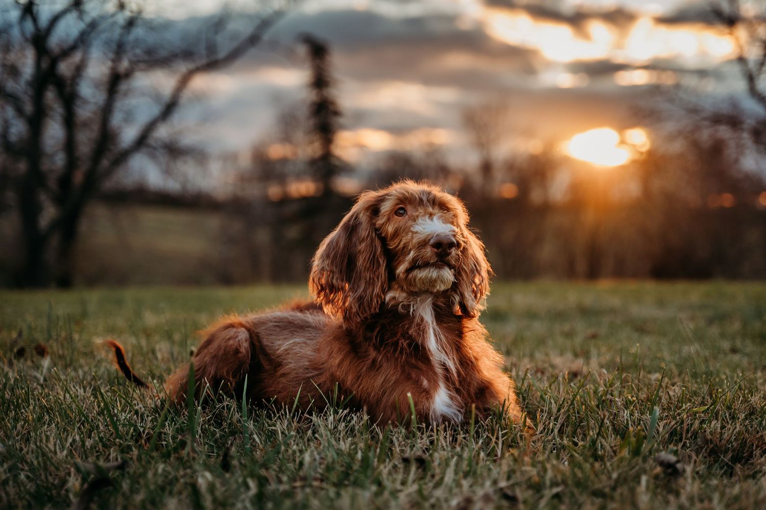 A fluffy brown Cockapoo dog resting on green grass during a golden sunset in an outdoor park setting.