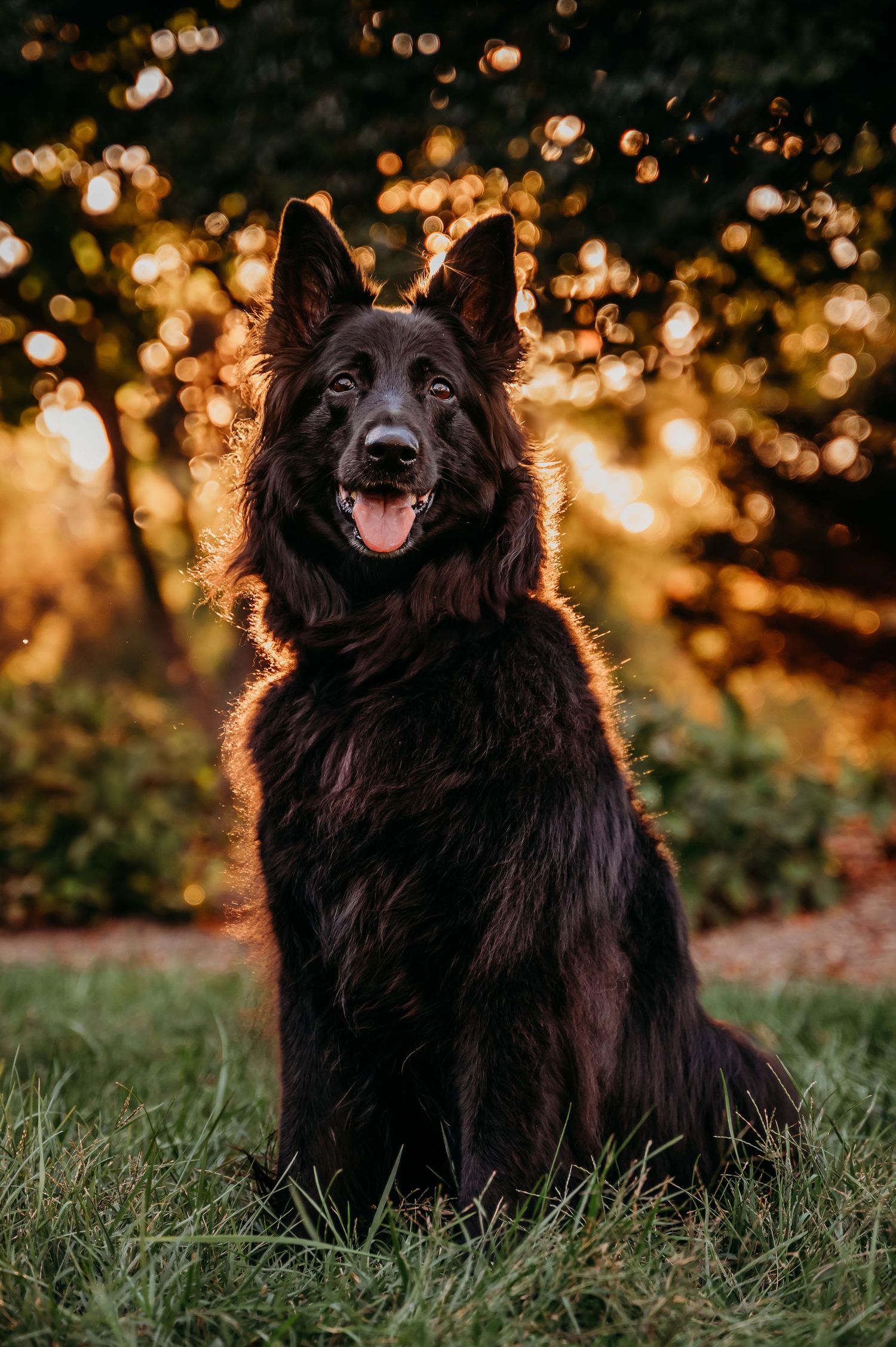 Beautiful black German Shepherd sitting on grass with golden sunset bokeh background near Middleburg Virginia.