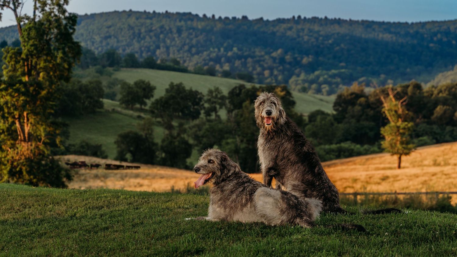 Irish Wolfhounds posed together at sunset during an outdoor dog photography session in the Shenandoah Valley, Virginia.