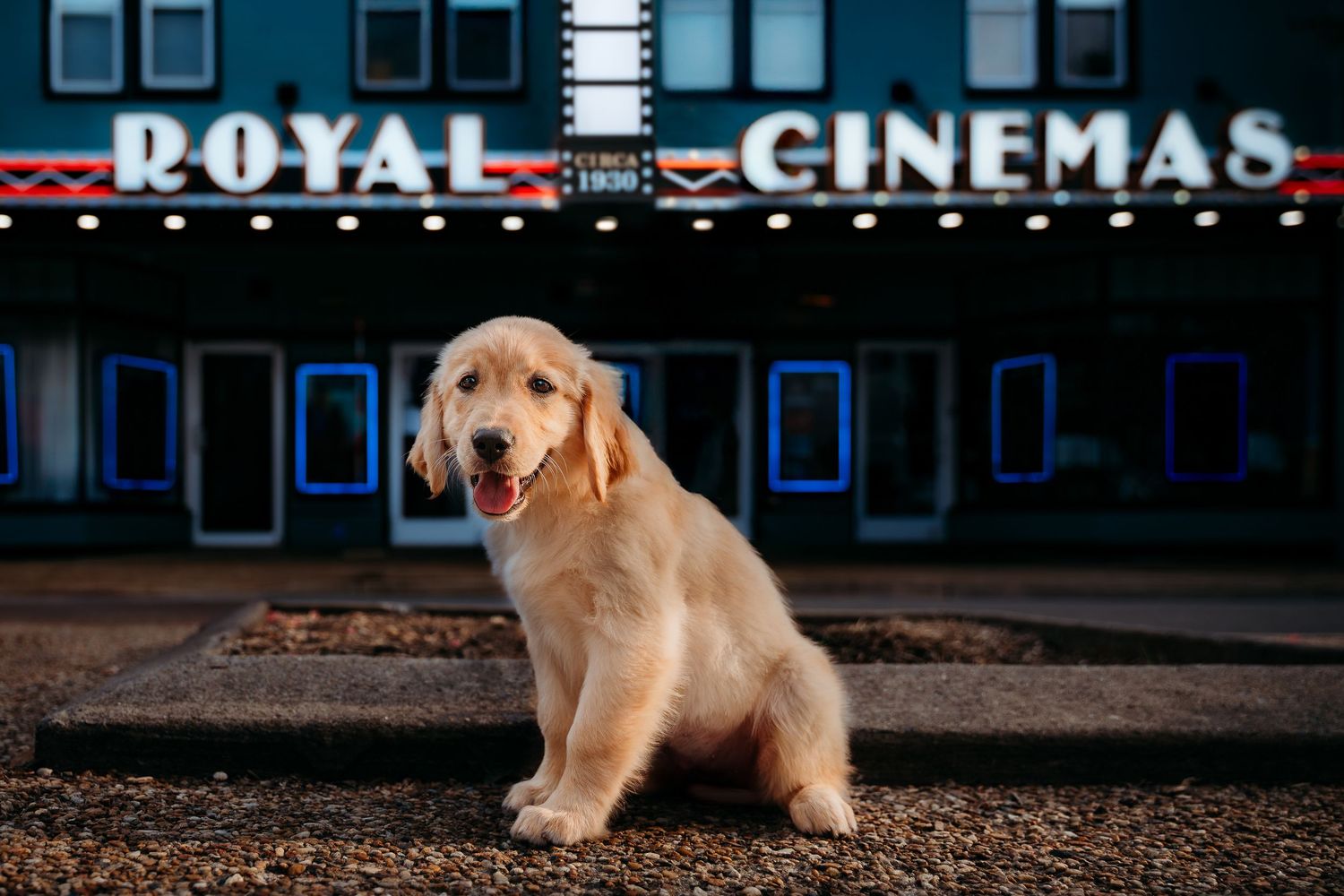An adorable golden retriever puppy sits in front of a Royal Cinemas marquee at night in Front Royal Virginia
