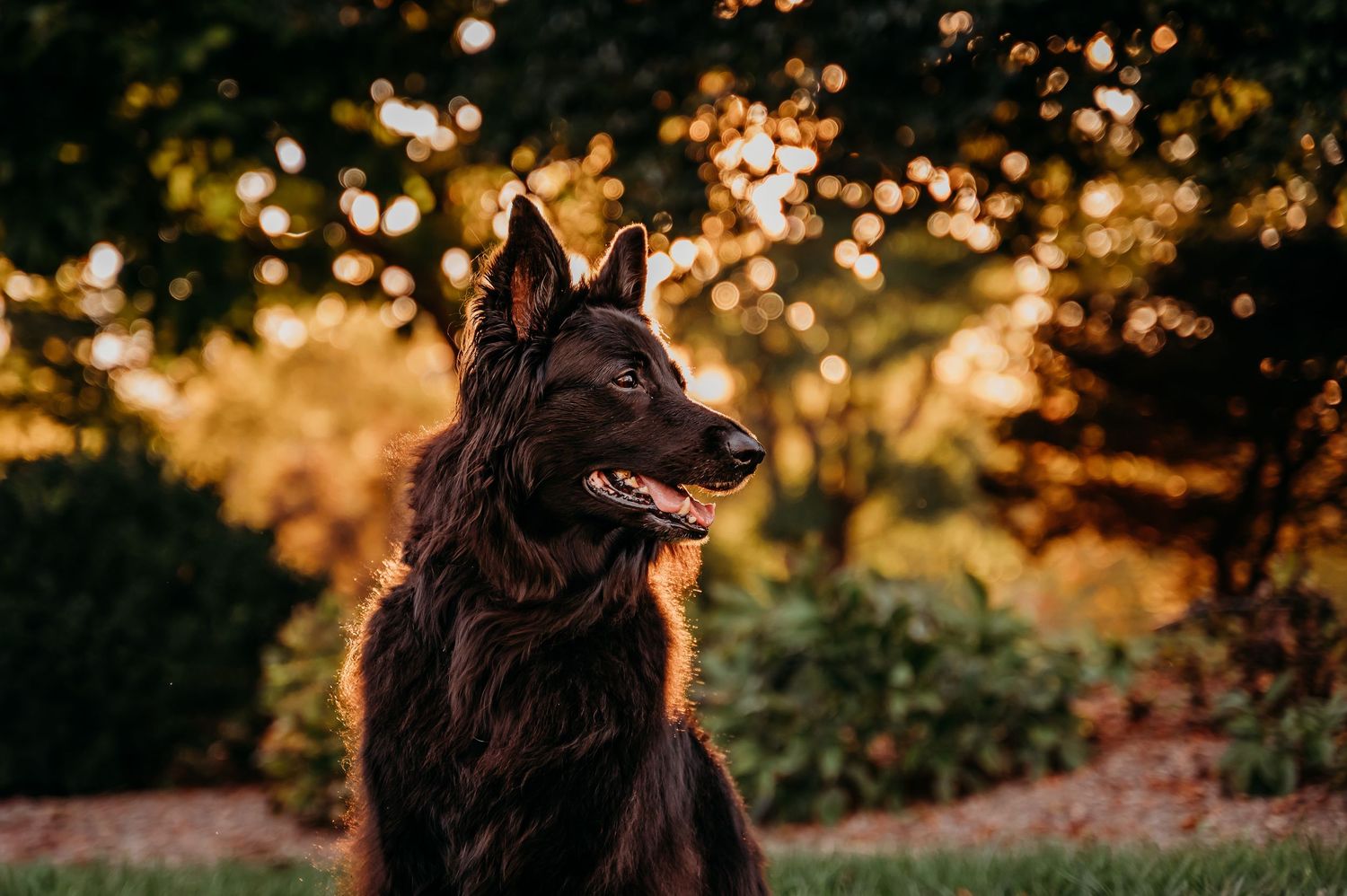 A majestic black German Shepherd dog sitting outdoors in golden hour light with bokeh green trees in the background.
