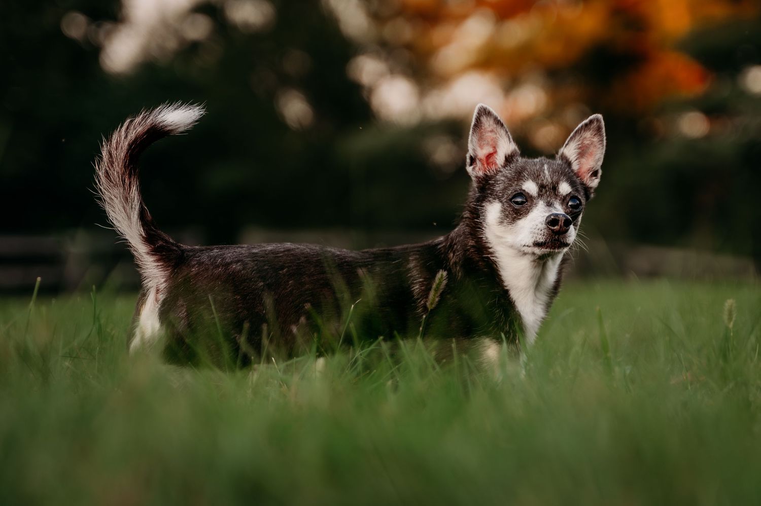 A small black and white Chihuahua mix stands alert in green grass with autumn foliage in the background.