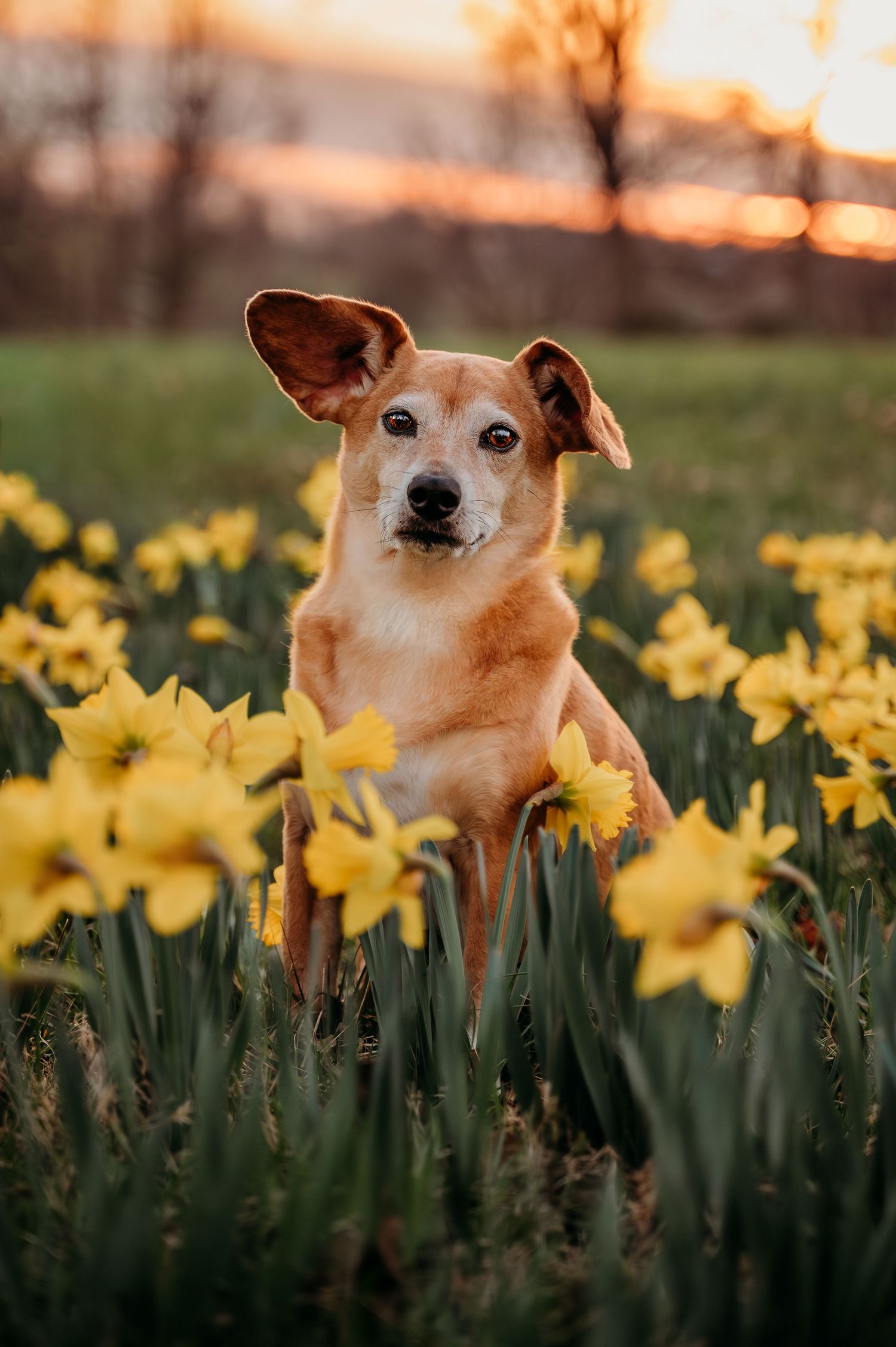Dog portrait in blooming daffodils at sunset near Berryville, Virginia during a Northern Virginia dog photography session.