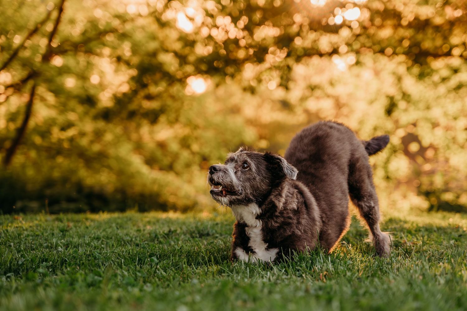 A playful dark brown dog stretches in a bow position on green grass with golden bokeh trees in the background.
