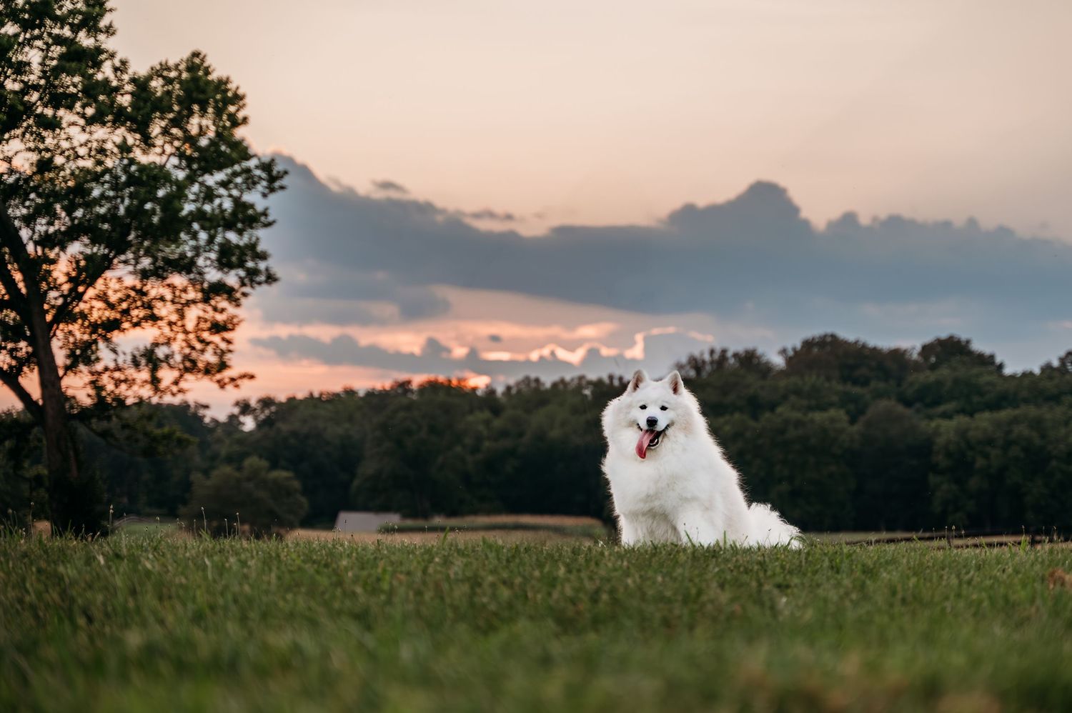 A fluffy white Samoyed dog sits in a green field at sunset with dramatic clouds and trees in the background in Clarke county Virginia