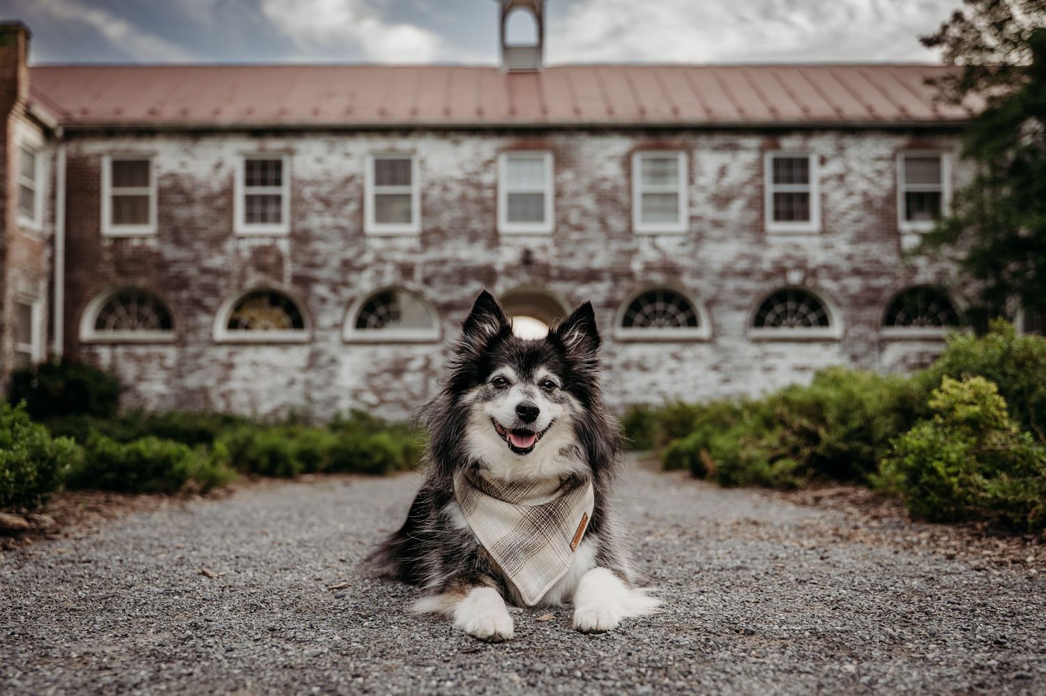 Fluffy black and white Finnish Lapphund dog lying on gravel path in front of historic stone building at Blandy Experimental Farm.