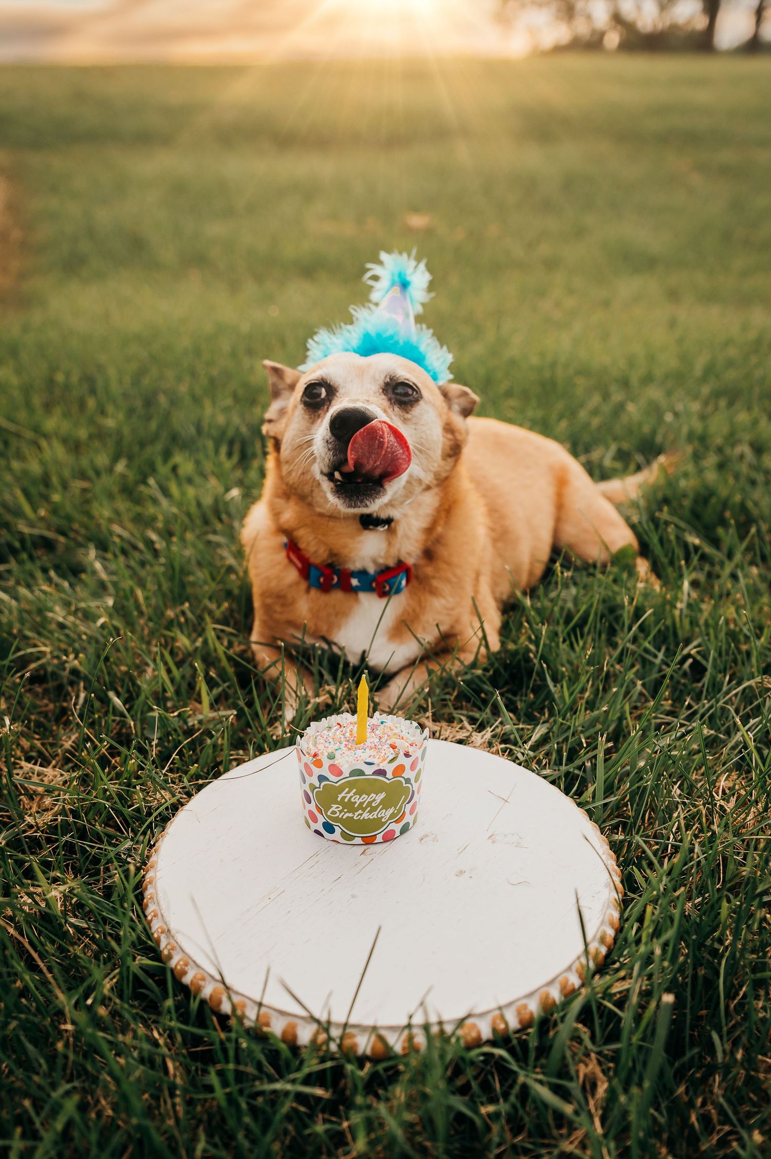 Birthday dog photography in Clarke County Virginia