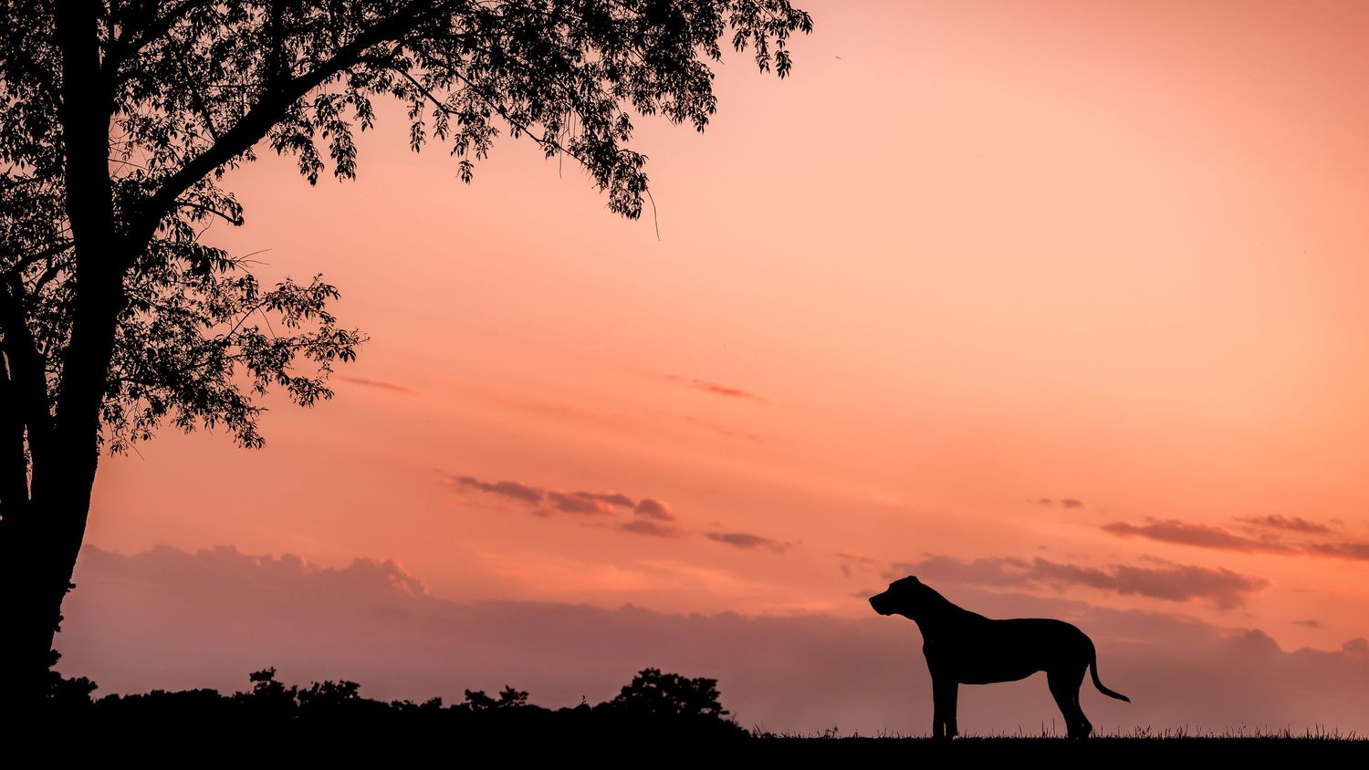 A silhouette of a dog standing under a tree against a vibrant pink and orange sunset sky in northern Virginia