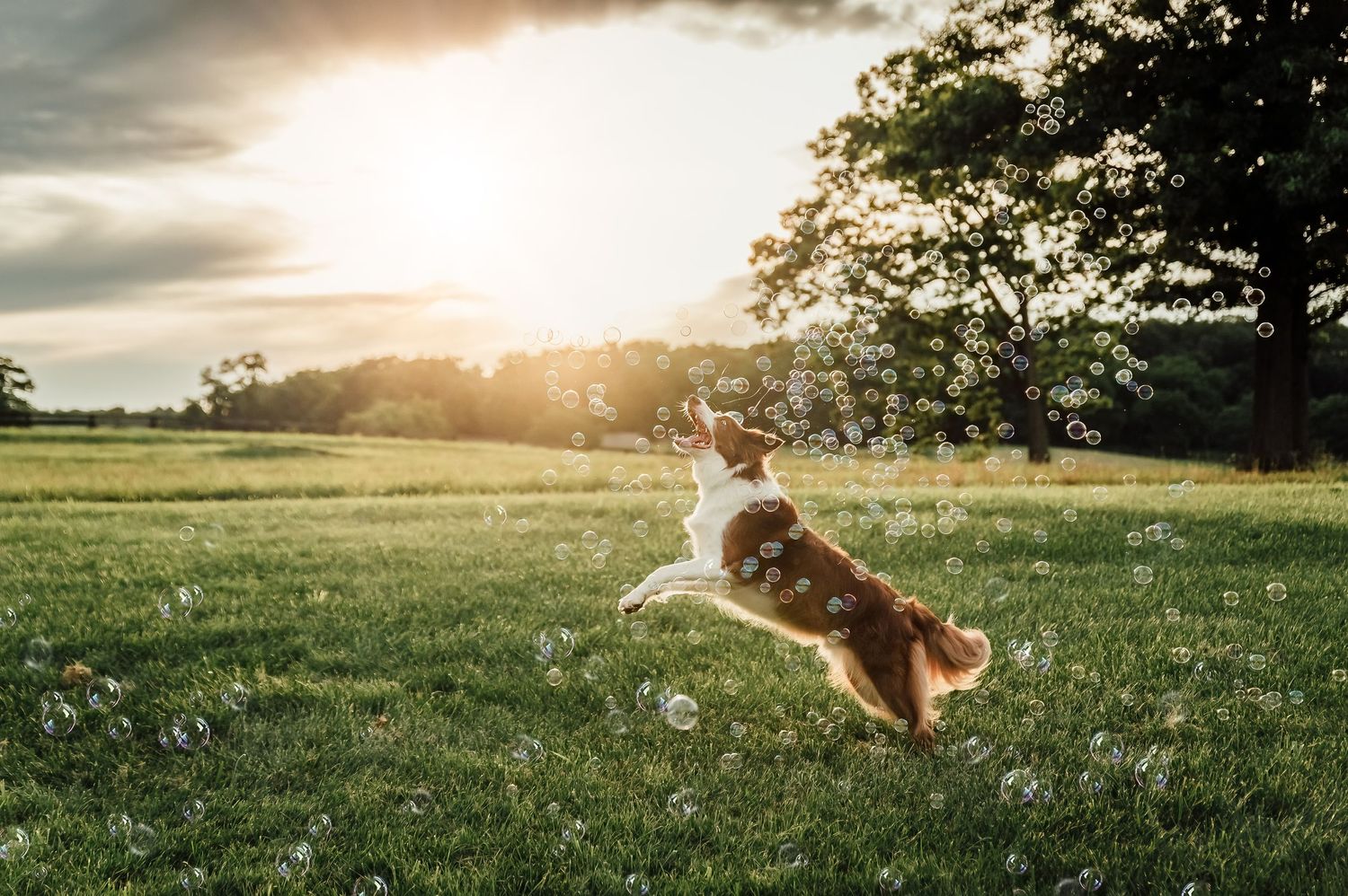 Riley and his bubbles is one of my top mentioned photos