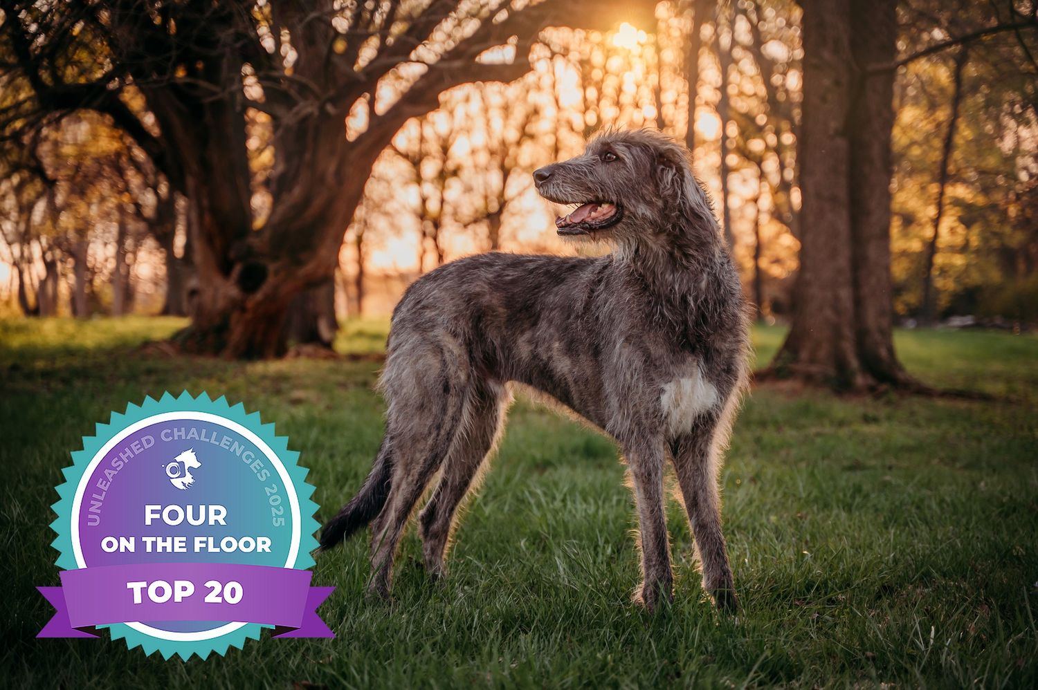 A Scottish Deerhound stands in a sunlit park, featured in Four on the Floor Top 20 award outside of Washington, DC.