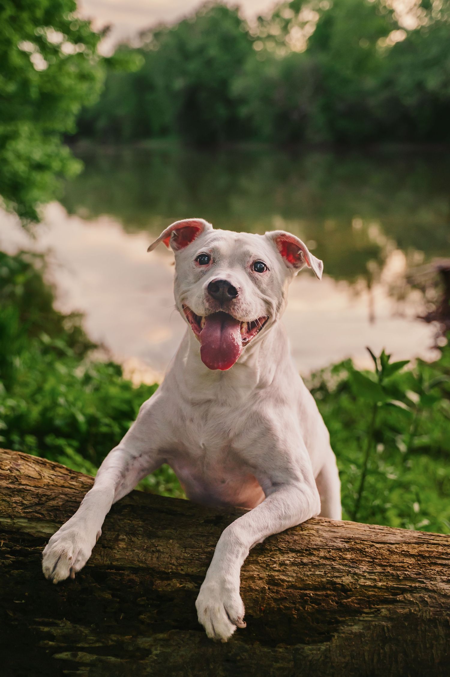 White pit bull smiling with paws on a log beside the Shenandoah River in Clarke County, Virginia during a joyful end-of-life rainbow session