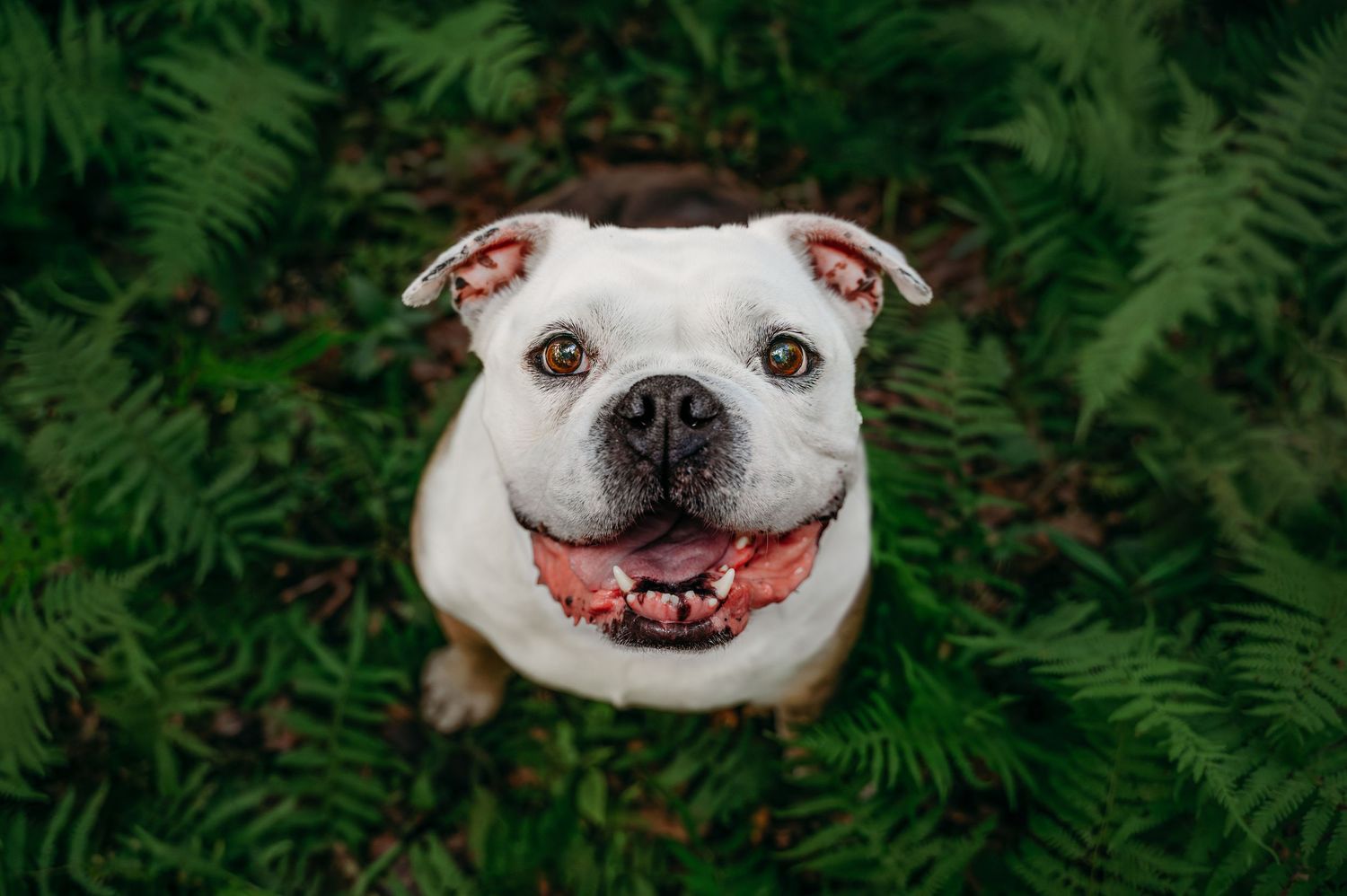 Happy white American Bulldog sitting in lush green ferns looking up at camera with tongue out in Northern Virginia area