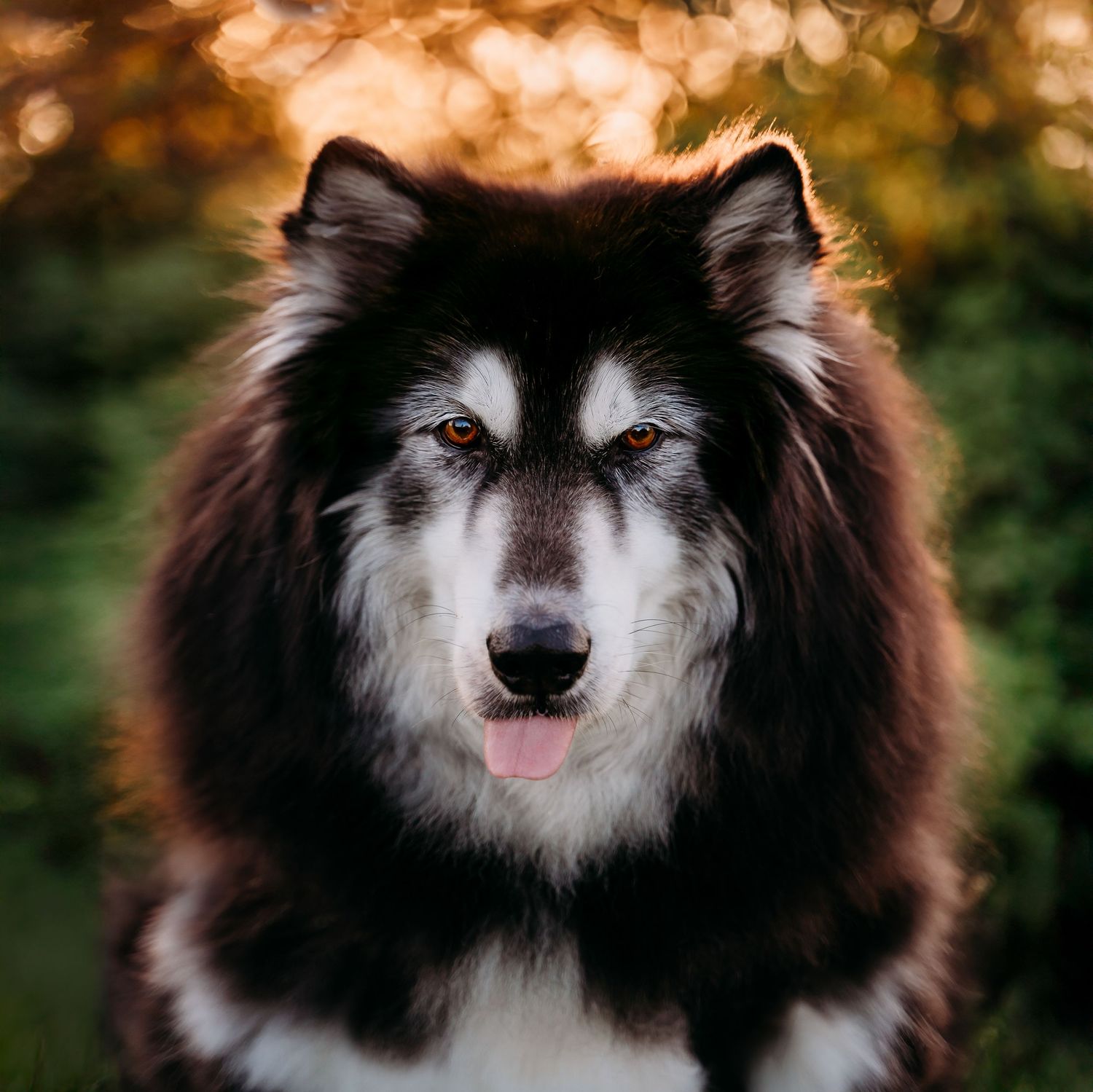 Majestic Alaskan Malamute dog with black and white fur posing outdoors in golden hour bokeh light in DC suburbs