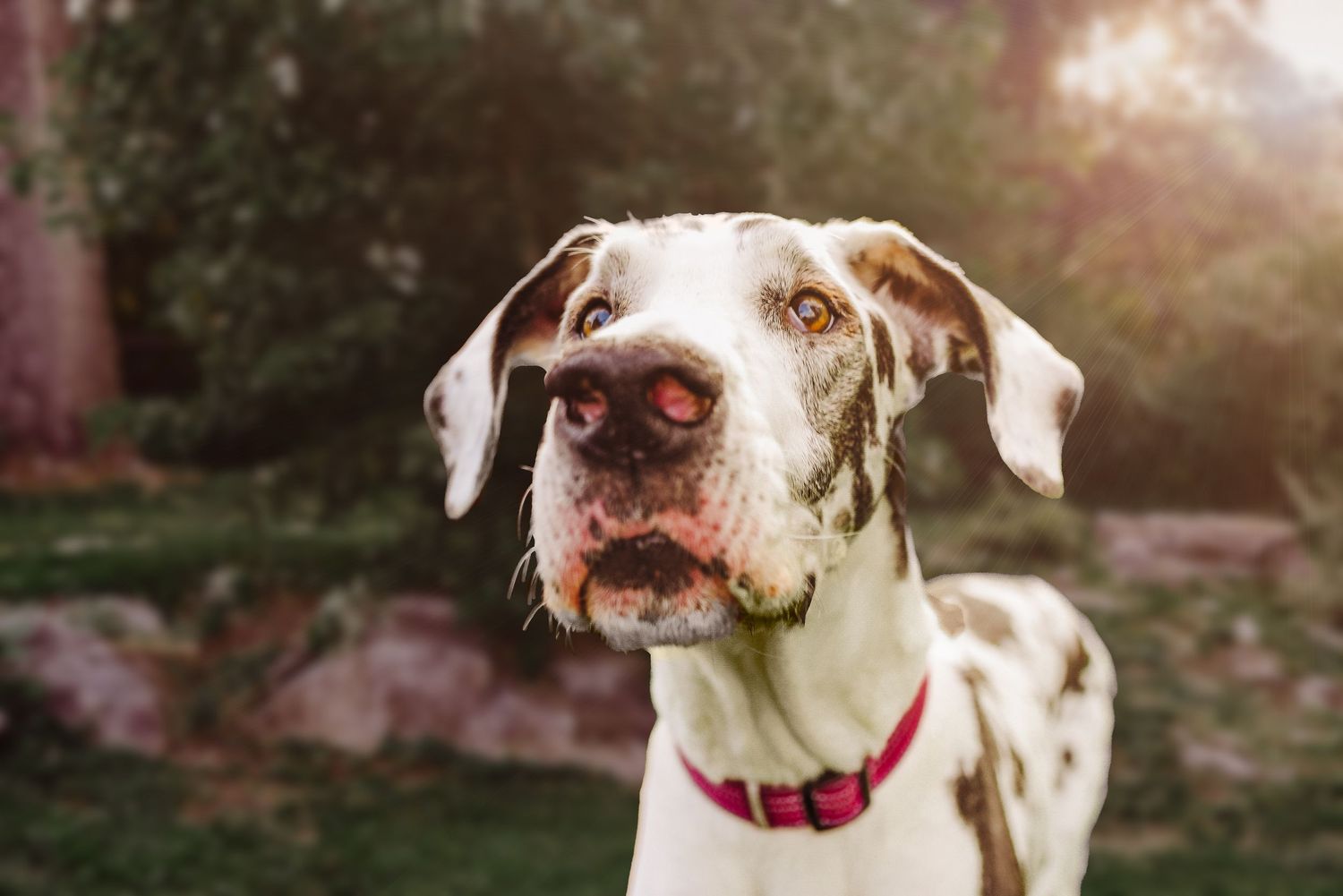 Rainbow sessions and Honor Veterinary Practice