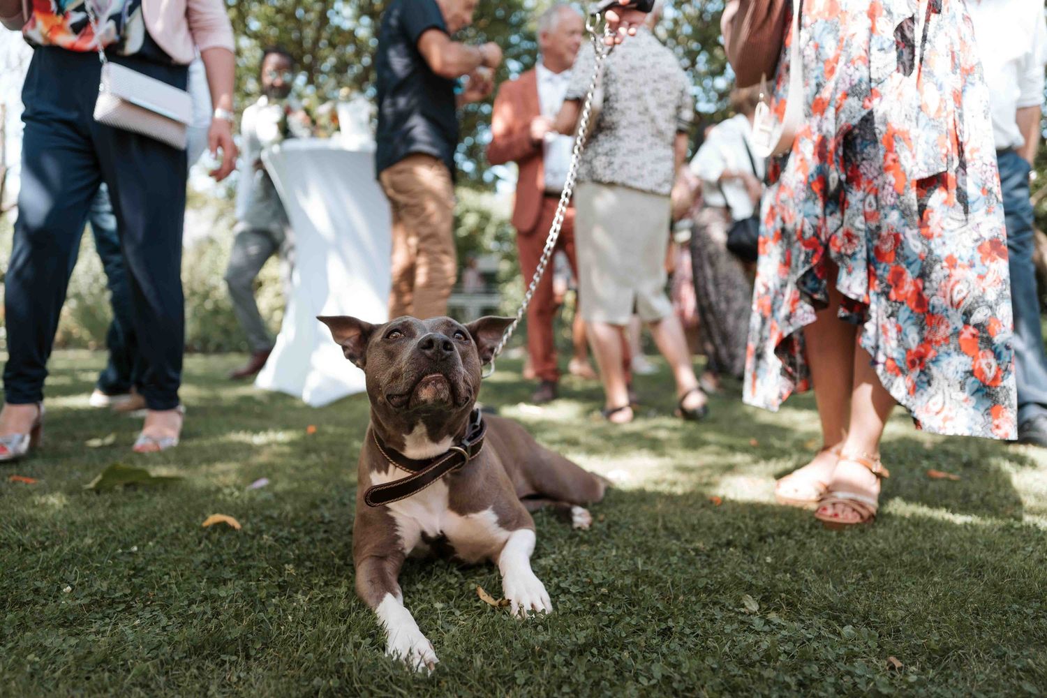 Un bouledogue brun portant un nœud papillon se repose sur l'herbe lors d'une réception de mariage en plein air, en présence des invités.