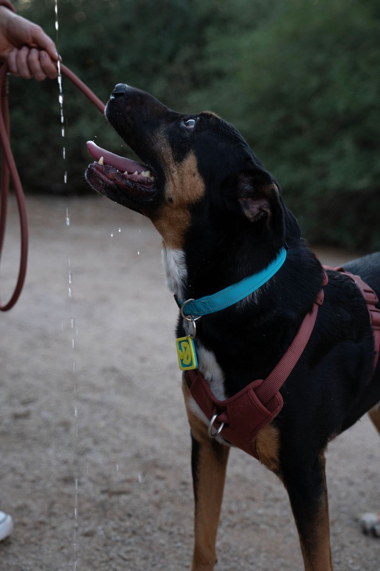 Black and tan dog with a teal collar and red harness drinks a stream of water while its owner holds a leash outdoors.
