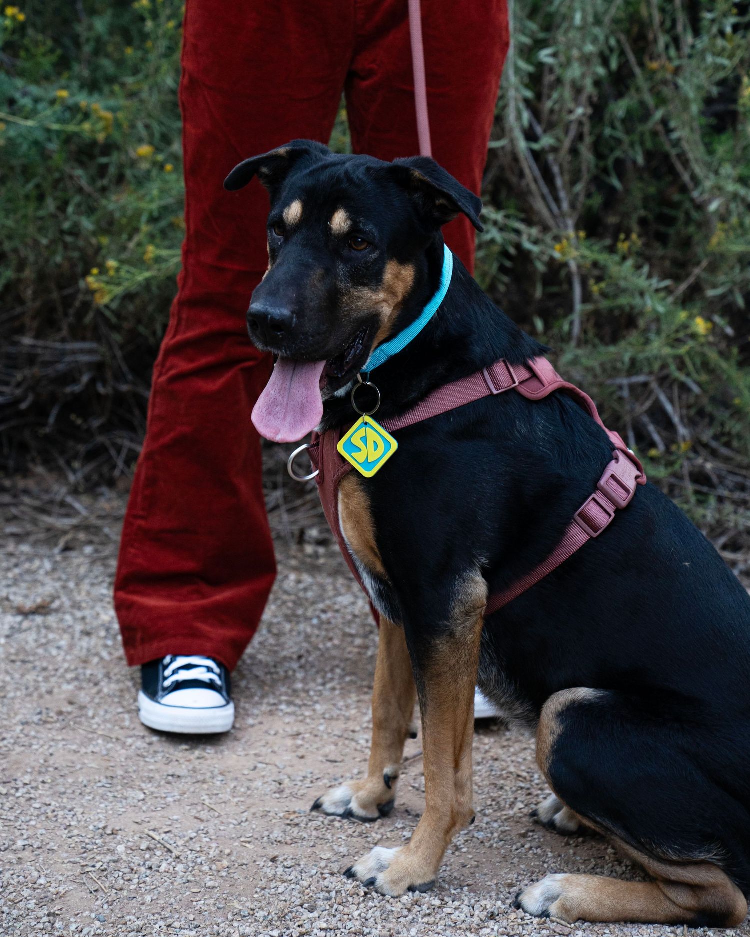 Black and tan dog with a teal collar, maroon harness and green tag sits on a dirt path beside a person in red corduroy pants.